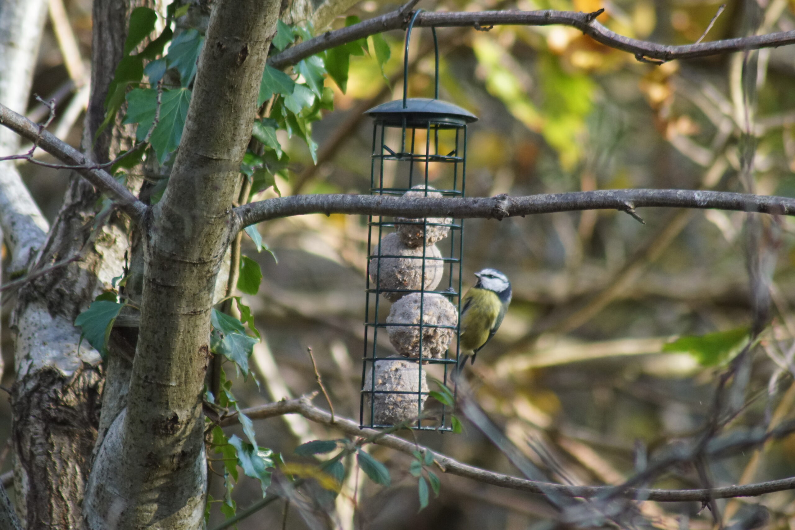 Blue Tit