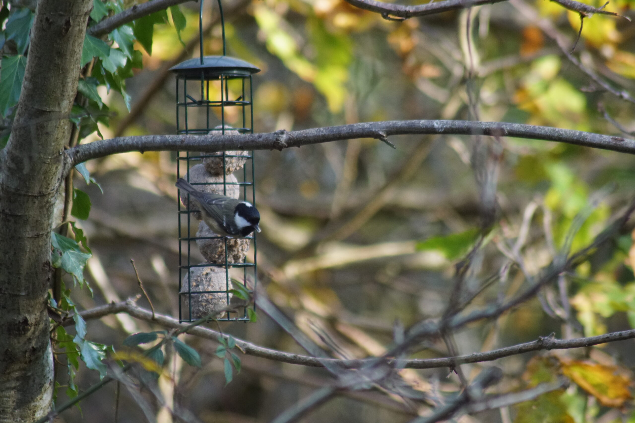 Coal Tit