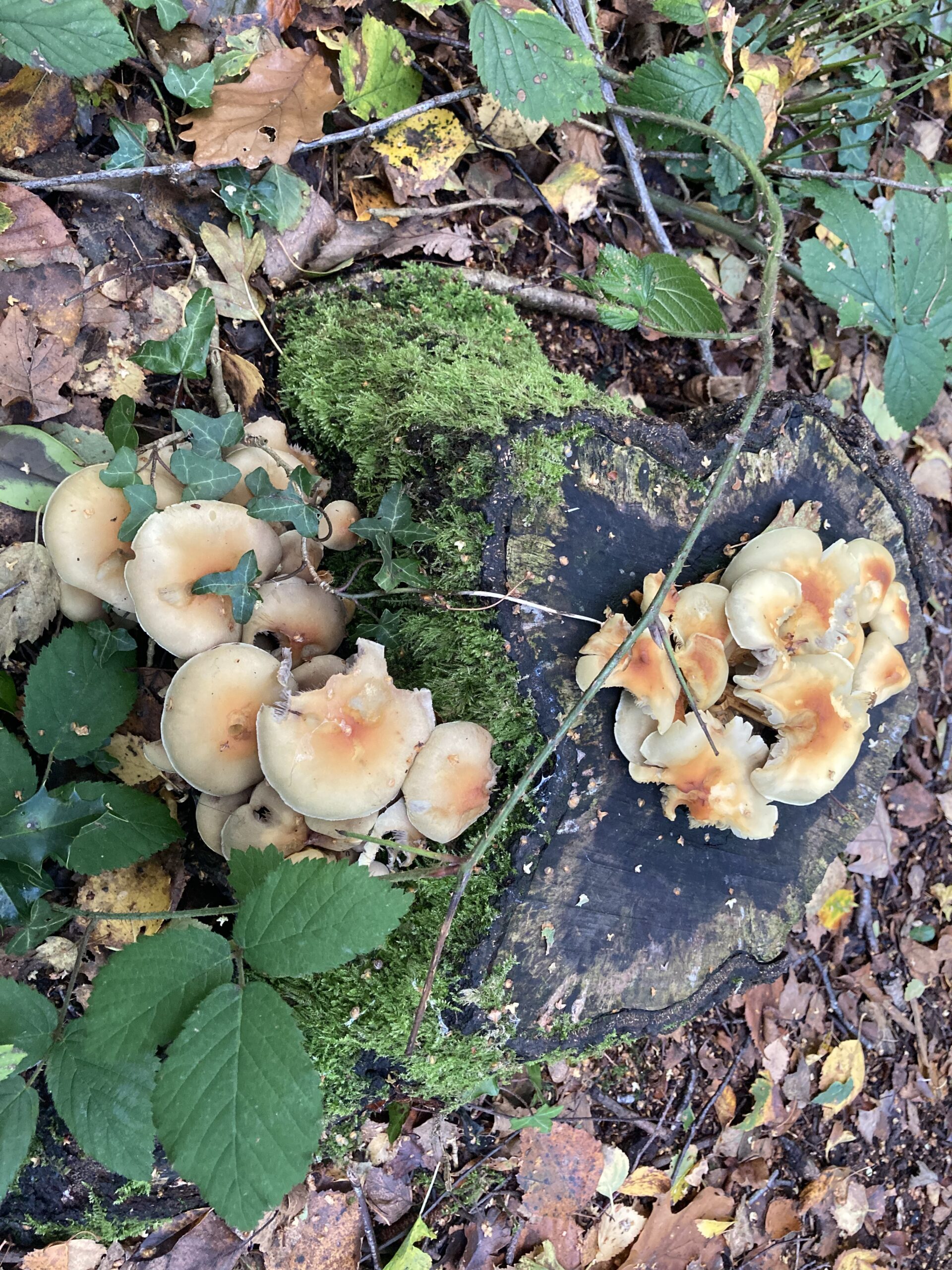 Brick Cap Fungus