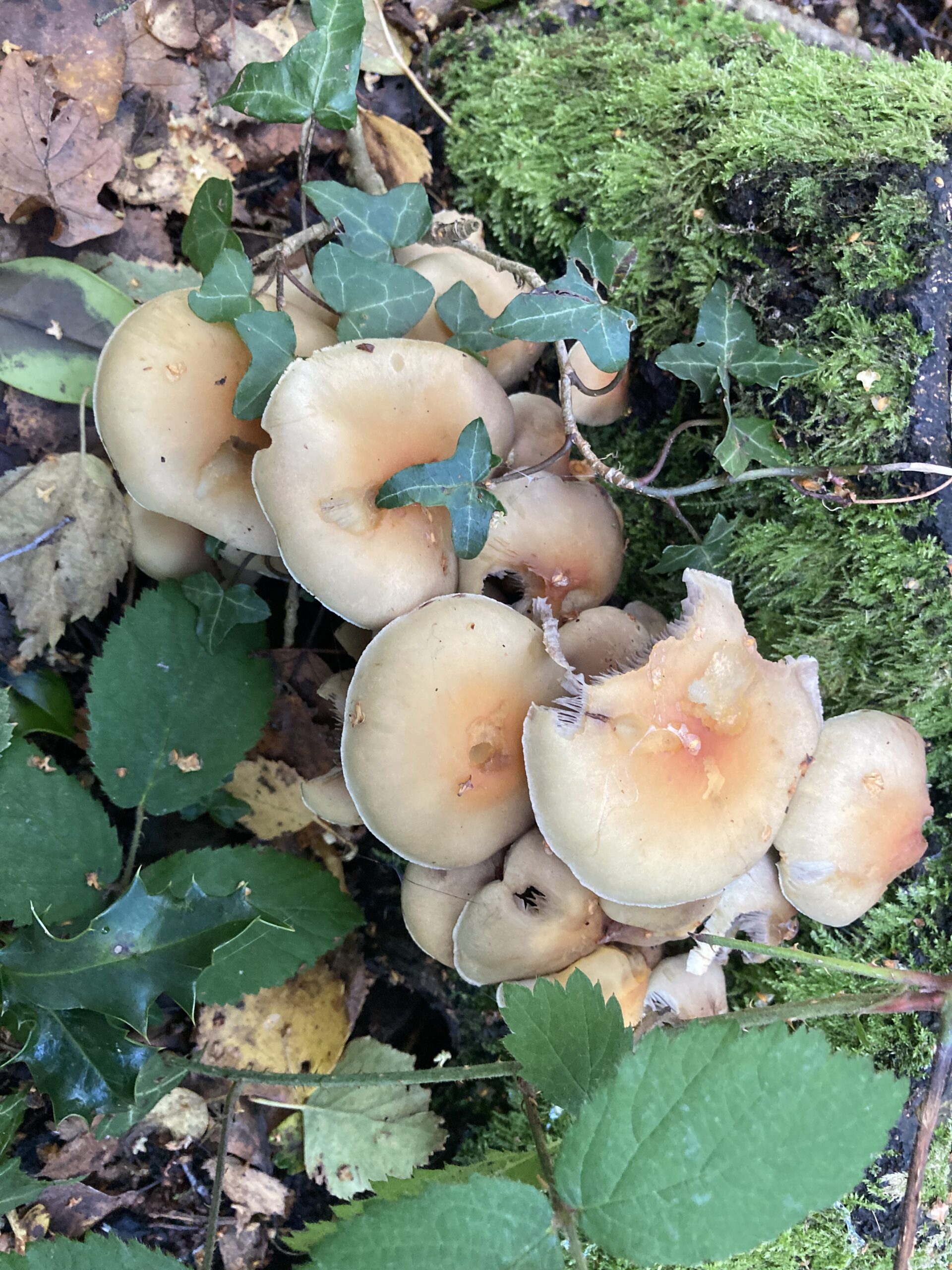 Brick Cap Fungus