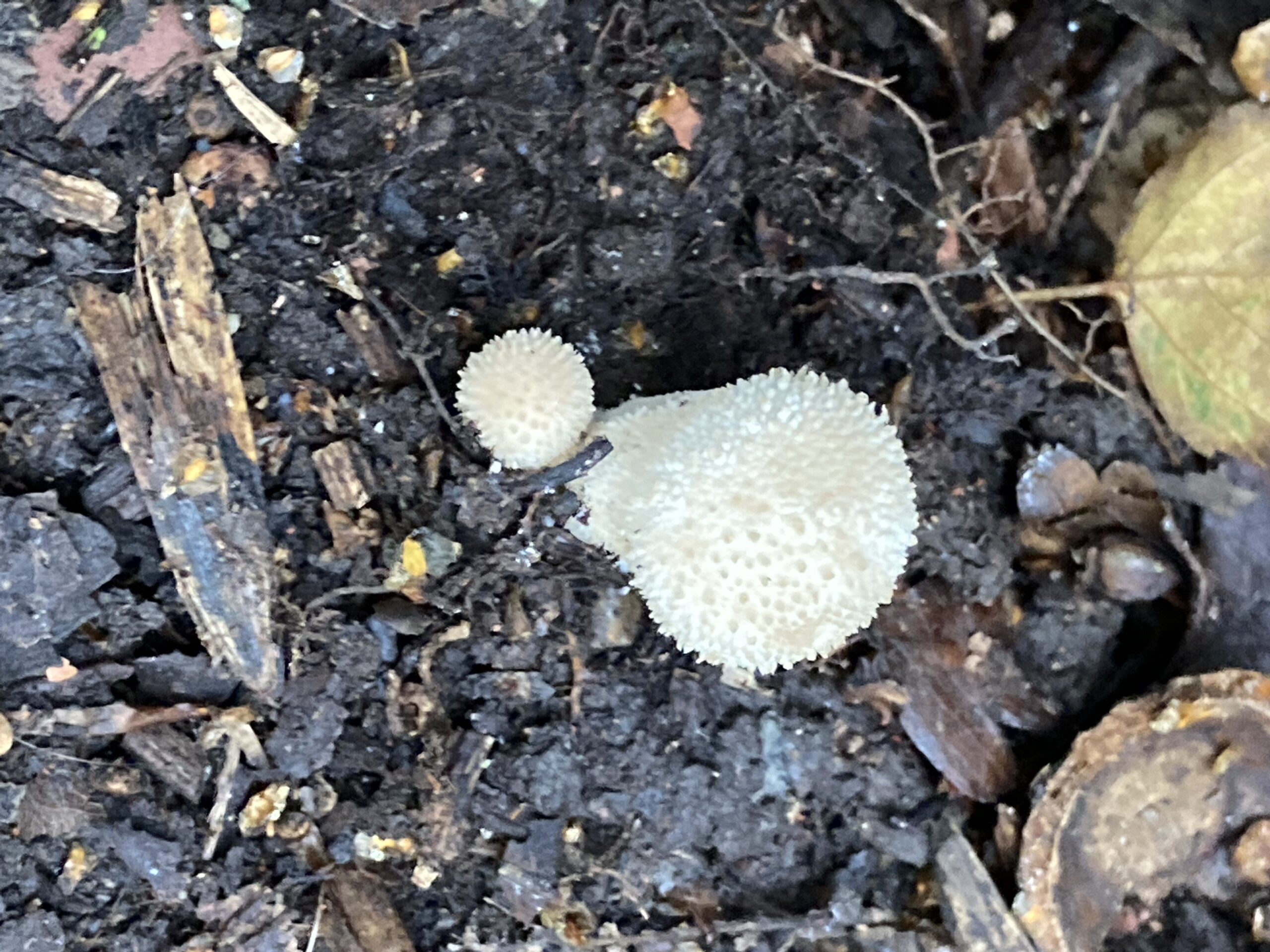 Spiny Puffball