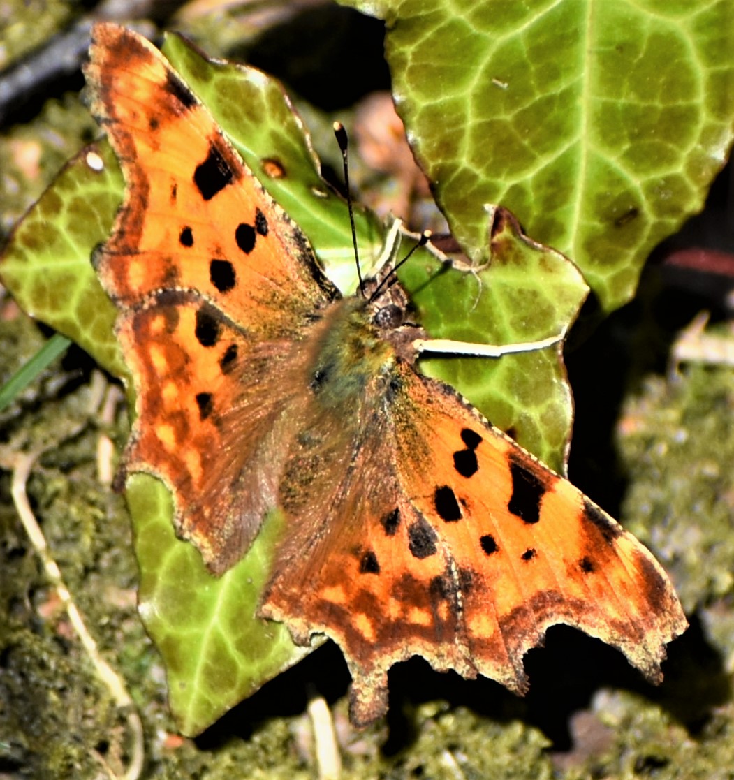 Comma