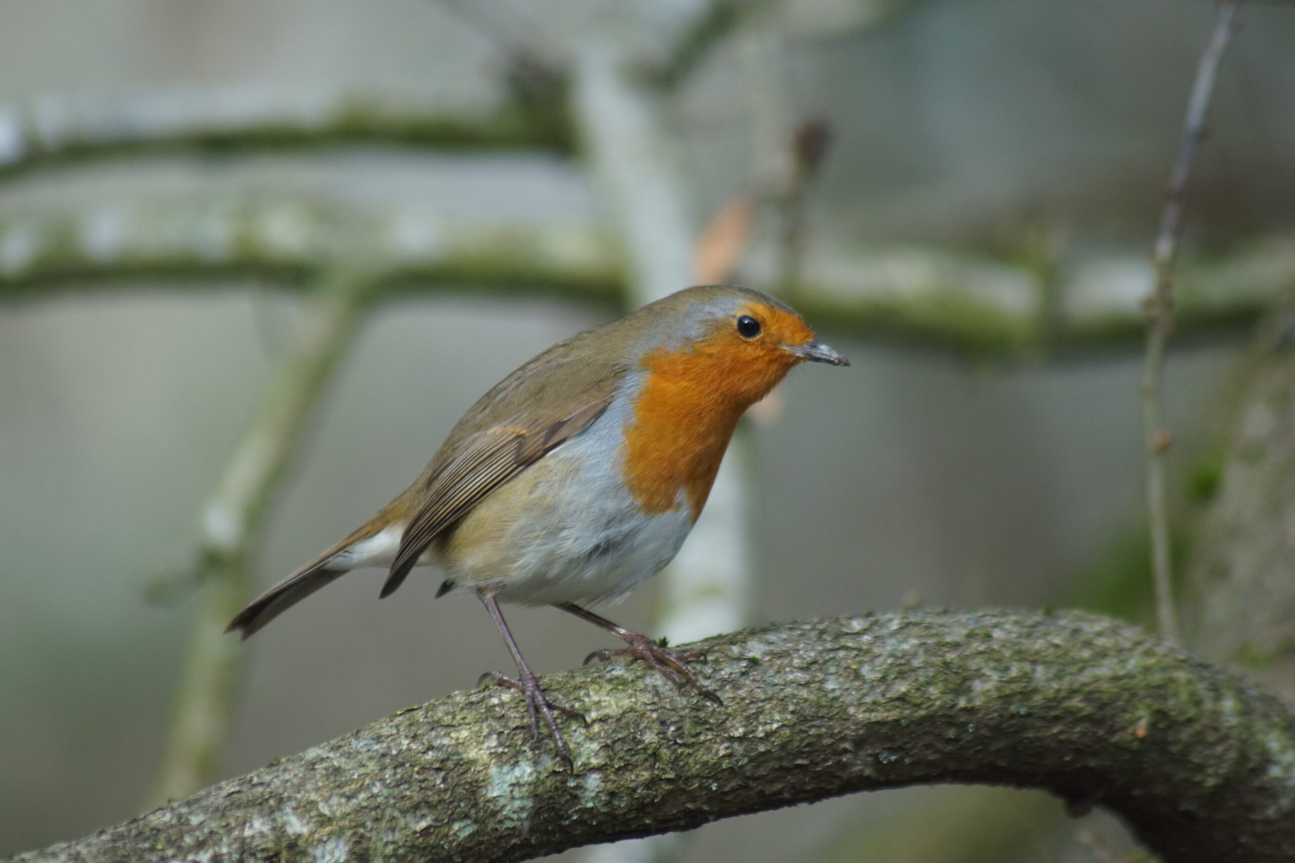 Robin