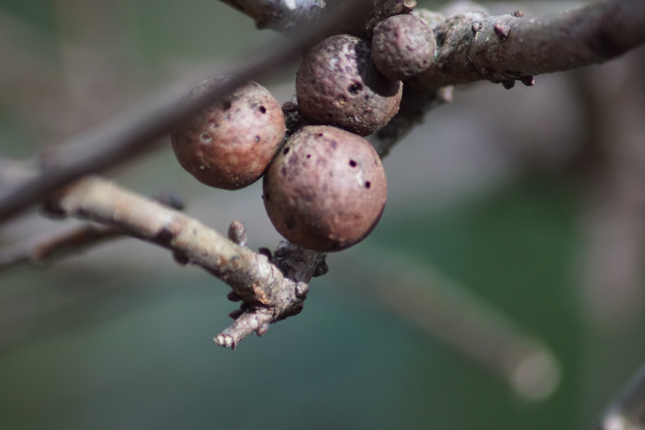 Oak Galls