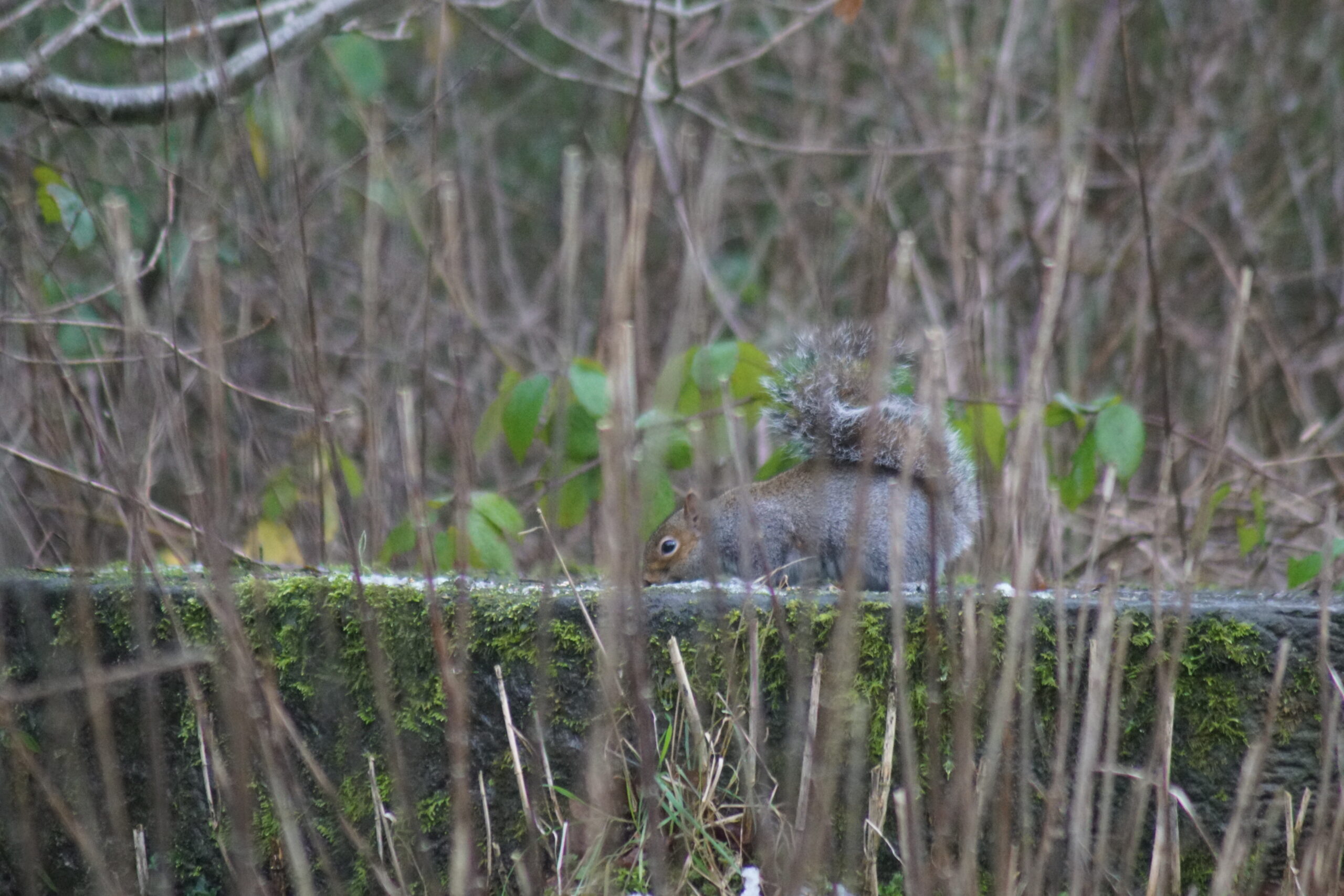 Grey Squirrel