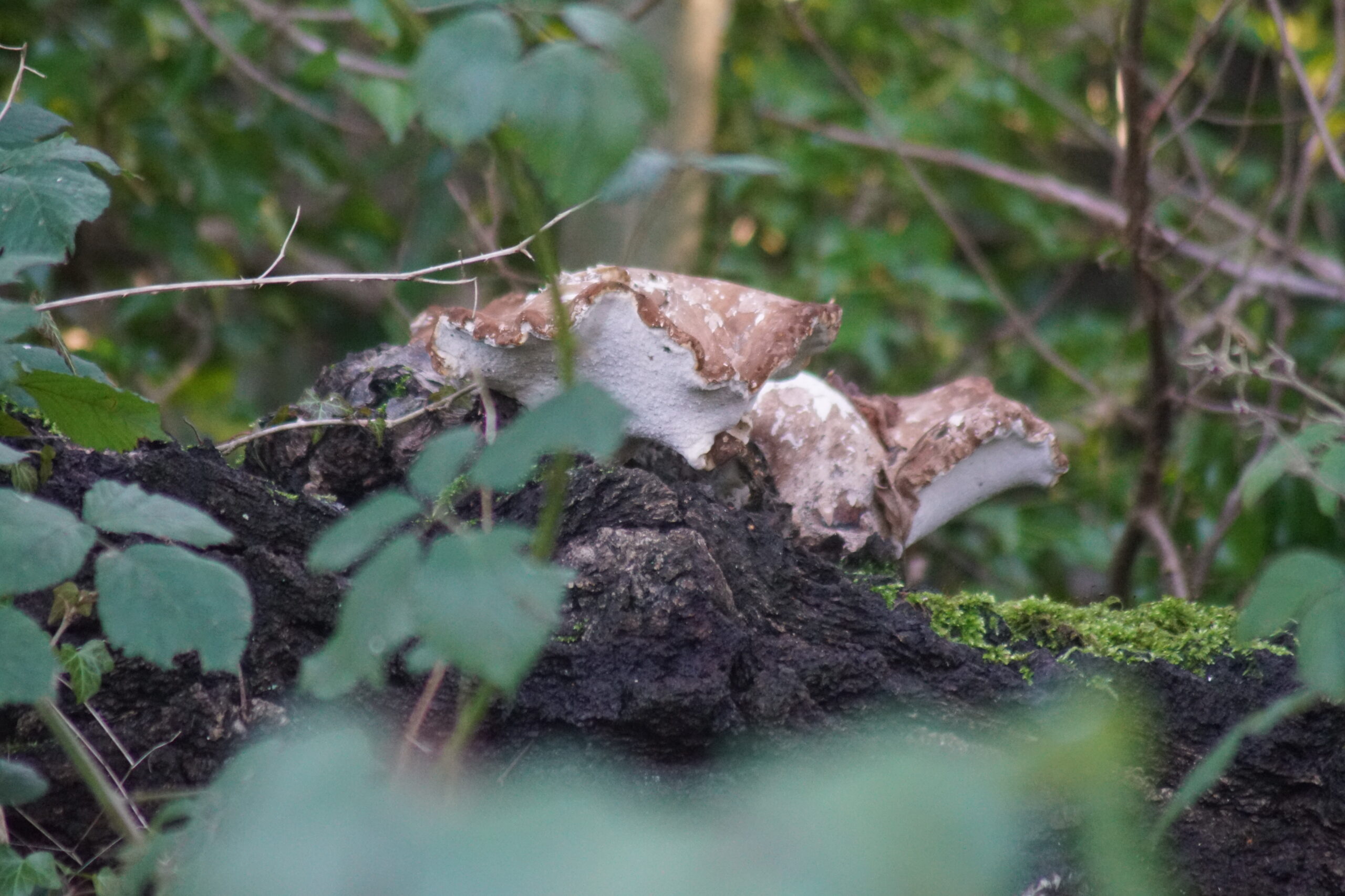 Bracket Fungus