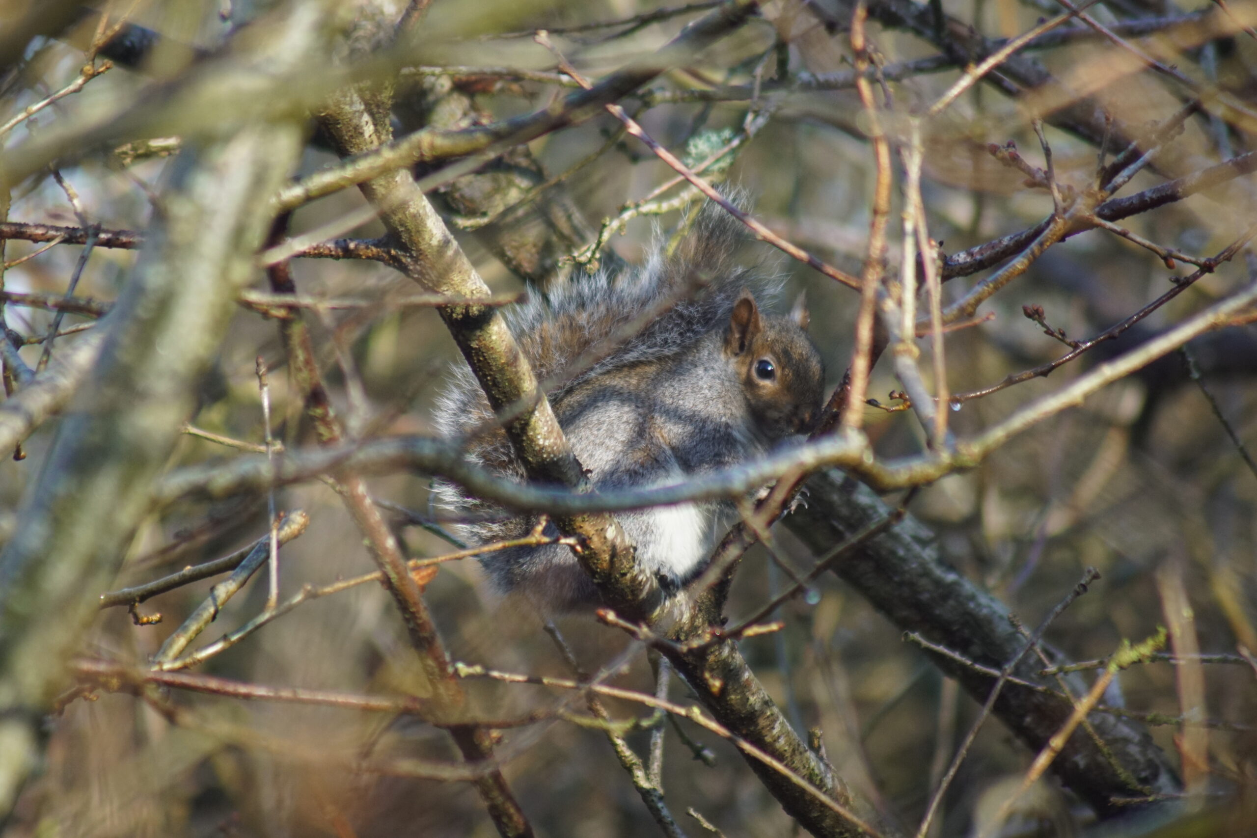 Grey Squirrel 