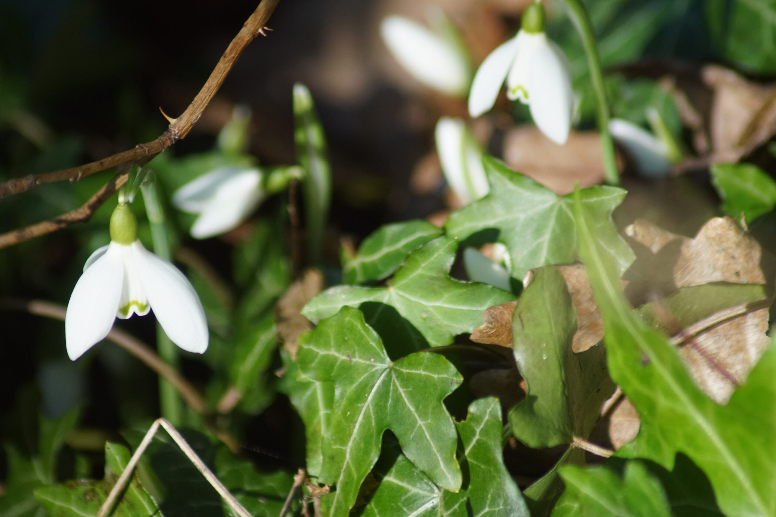 Snow Drops