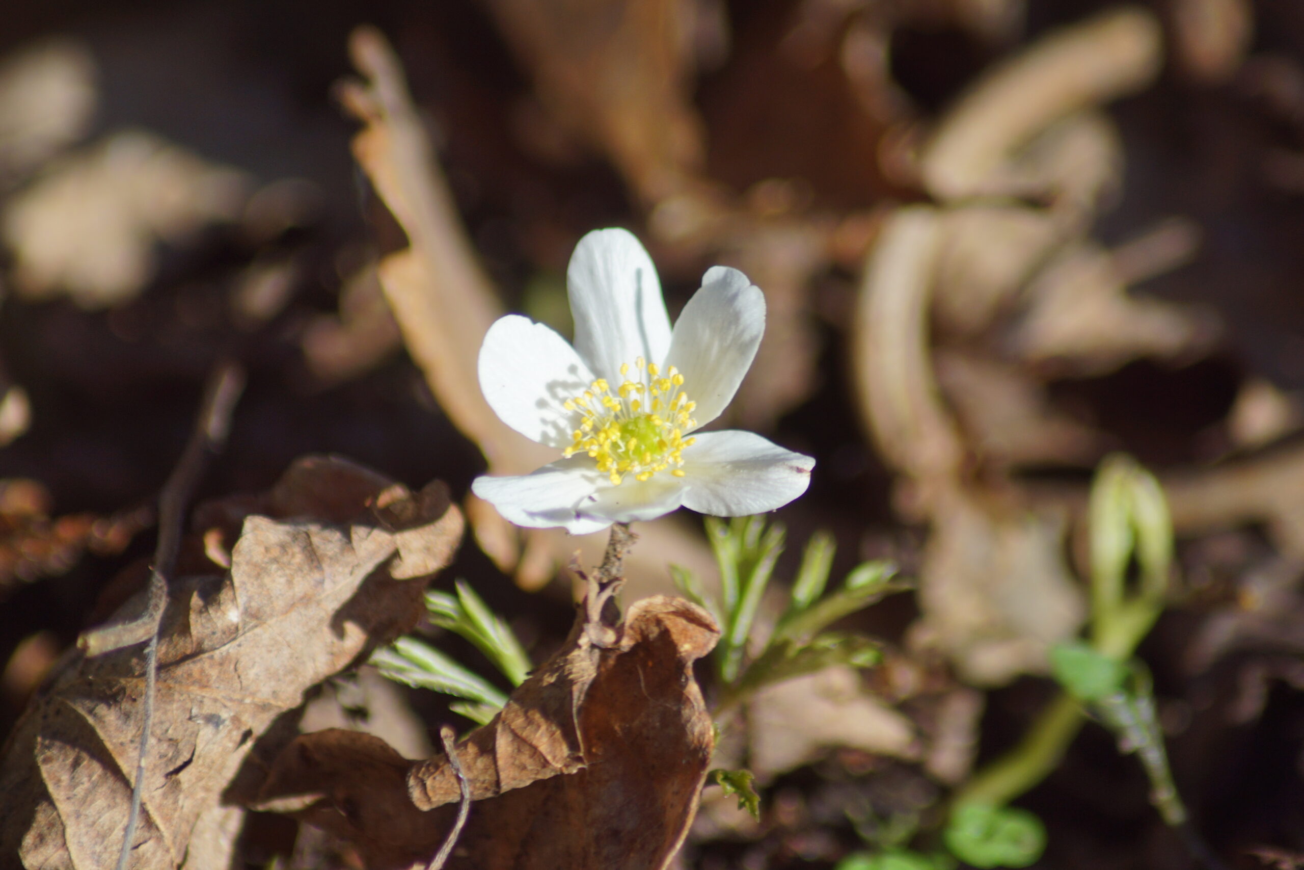 Wood anemone 