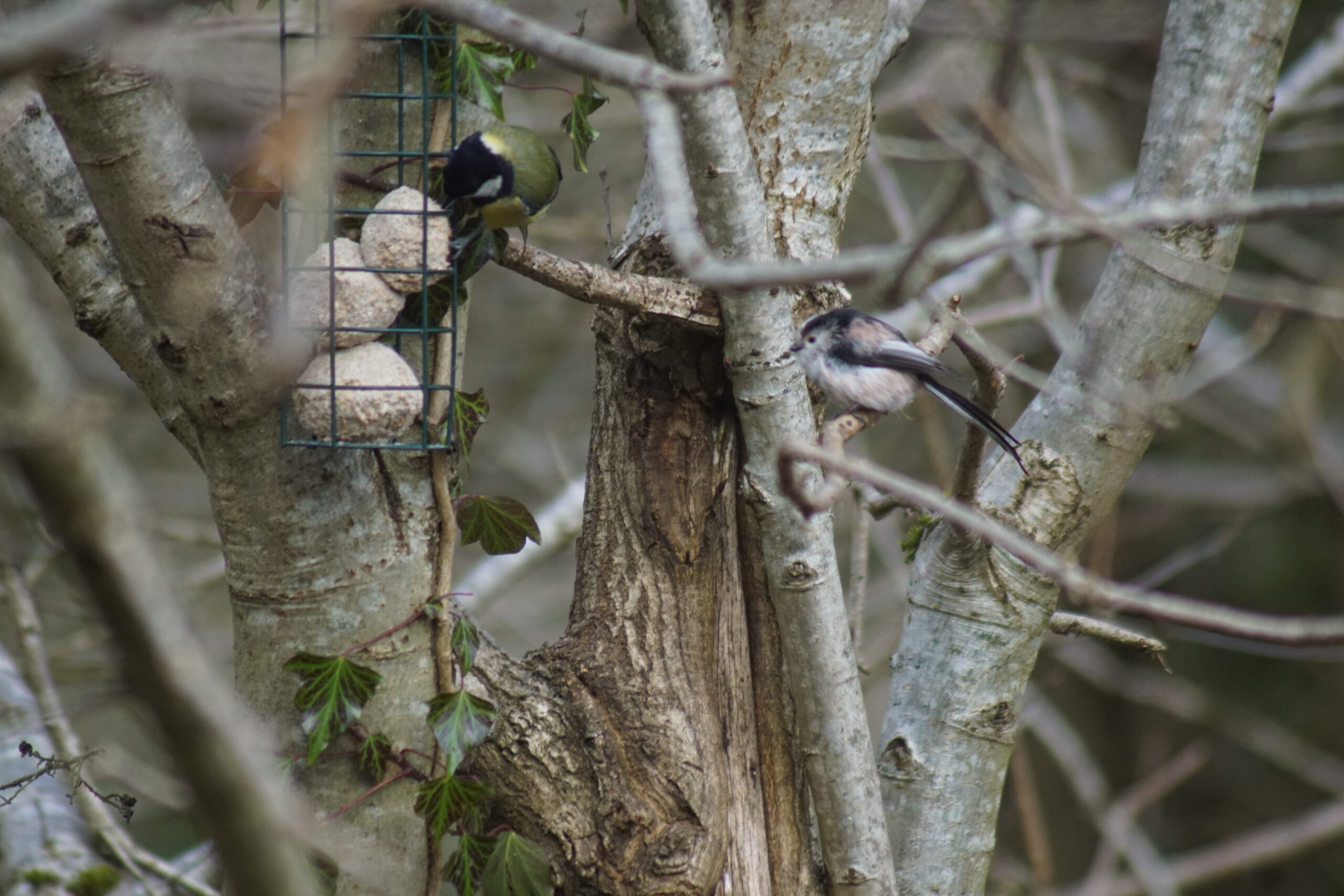 Gret Tit & Long Tailed Tit