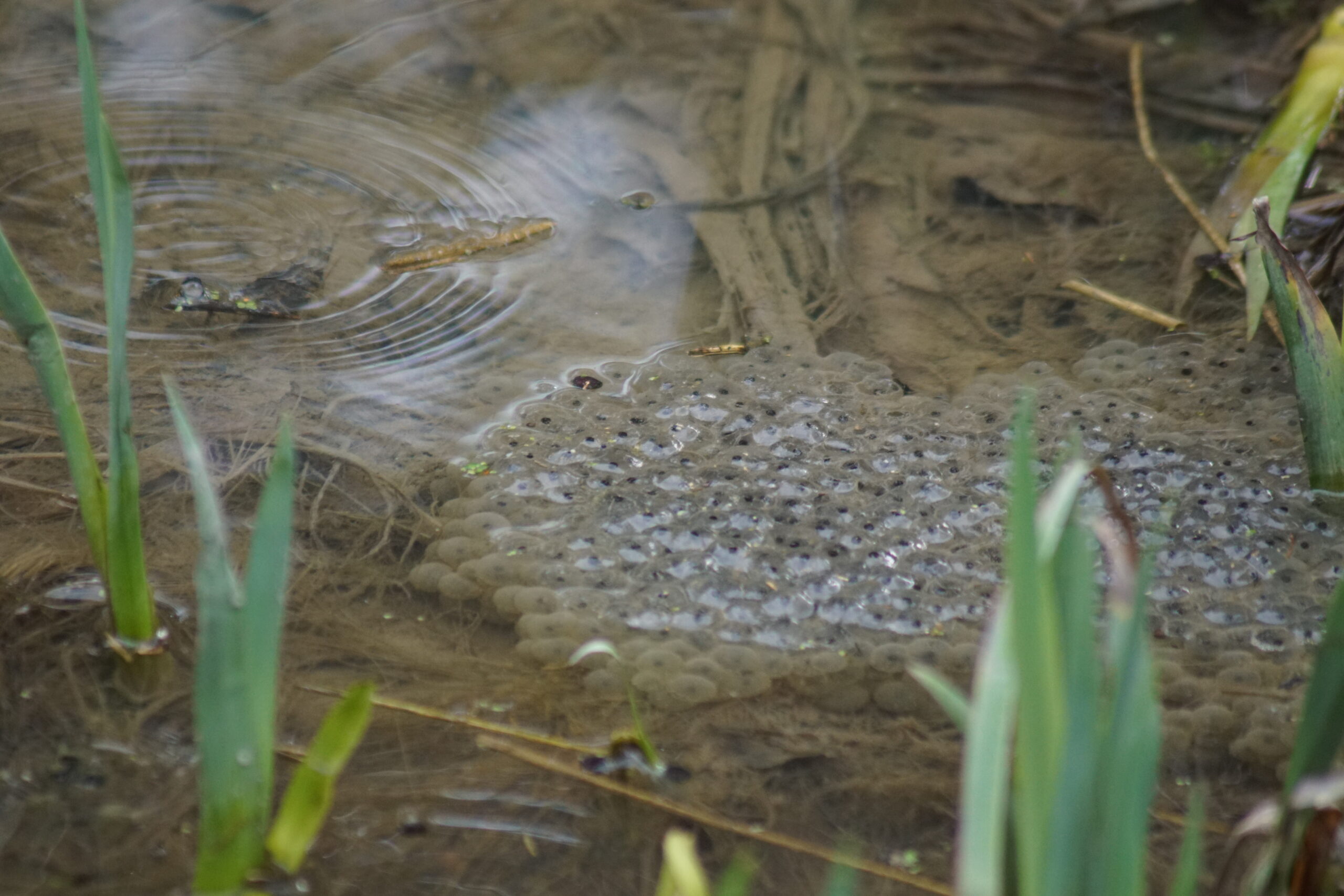 Frogspawn