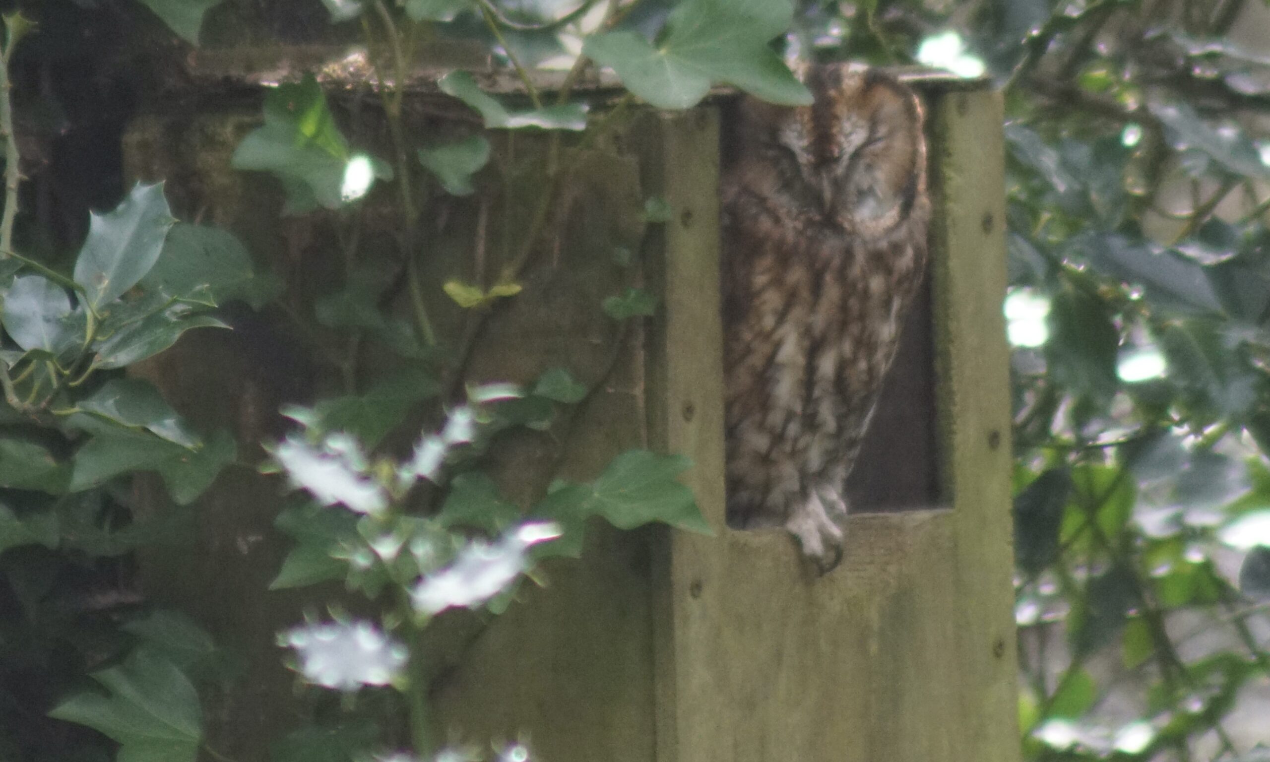 Tawny Owl