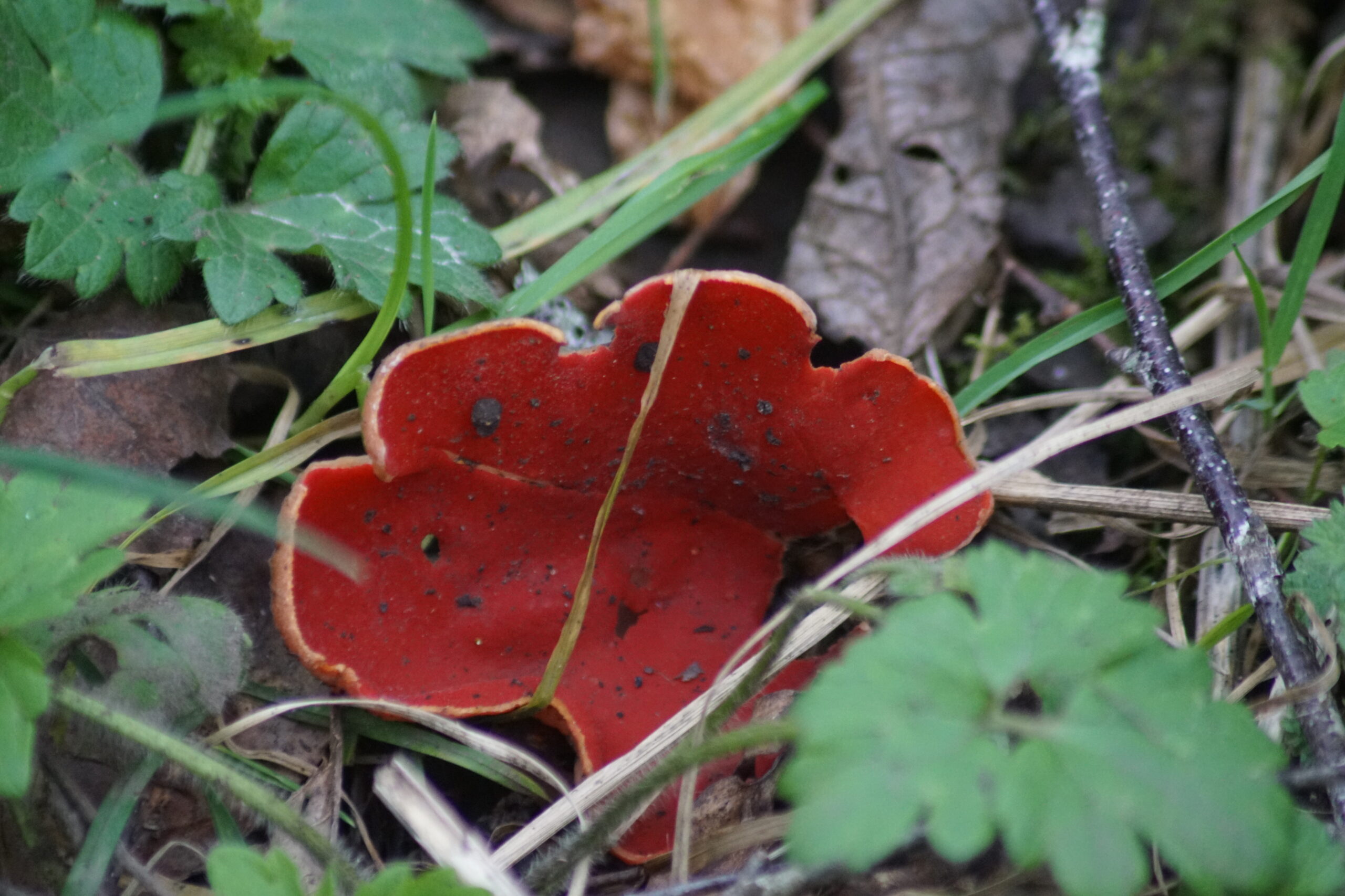 Scarlet cup