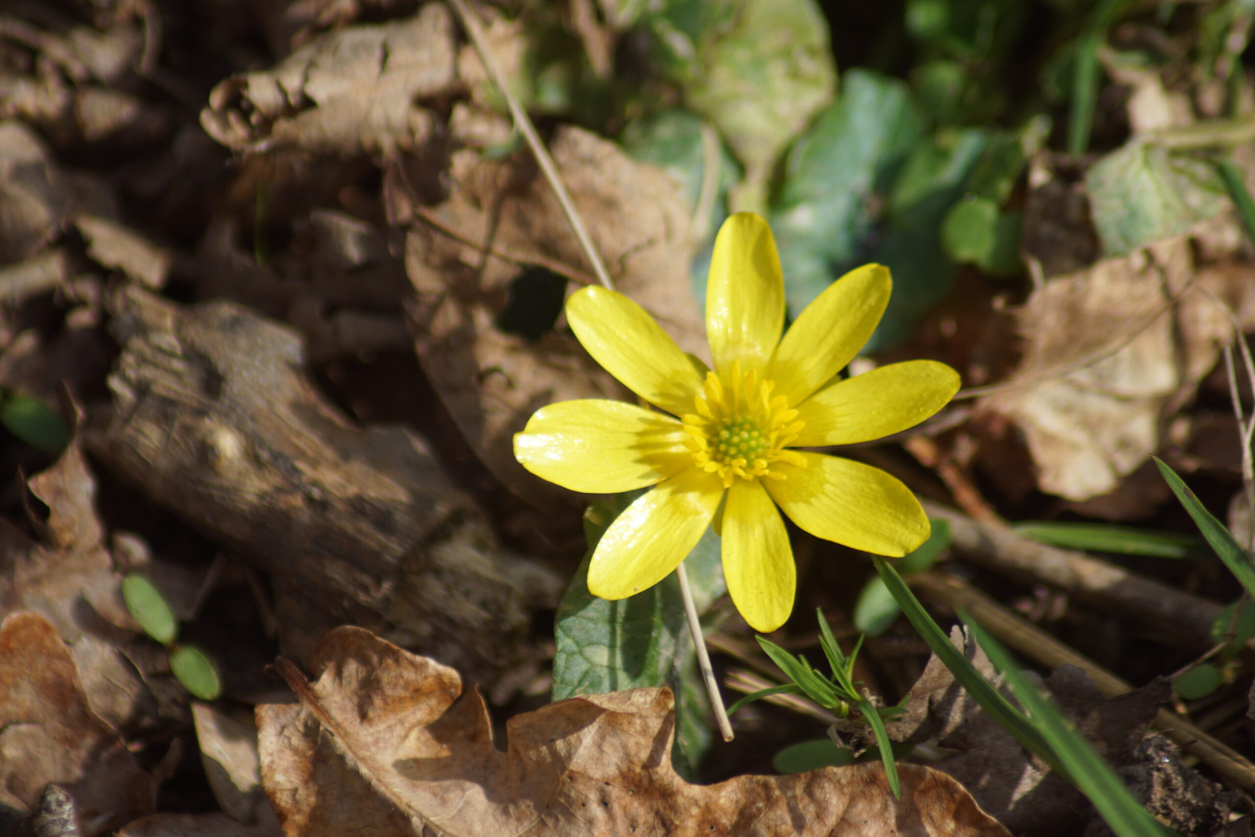 Lesser Celandine 