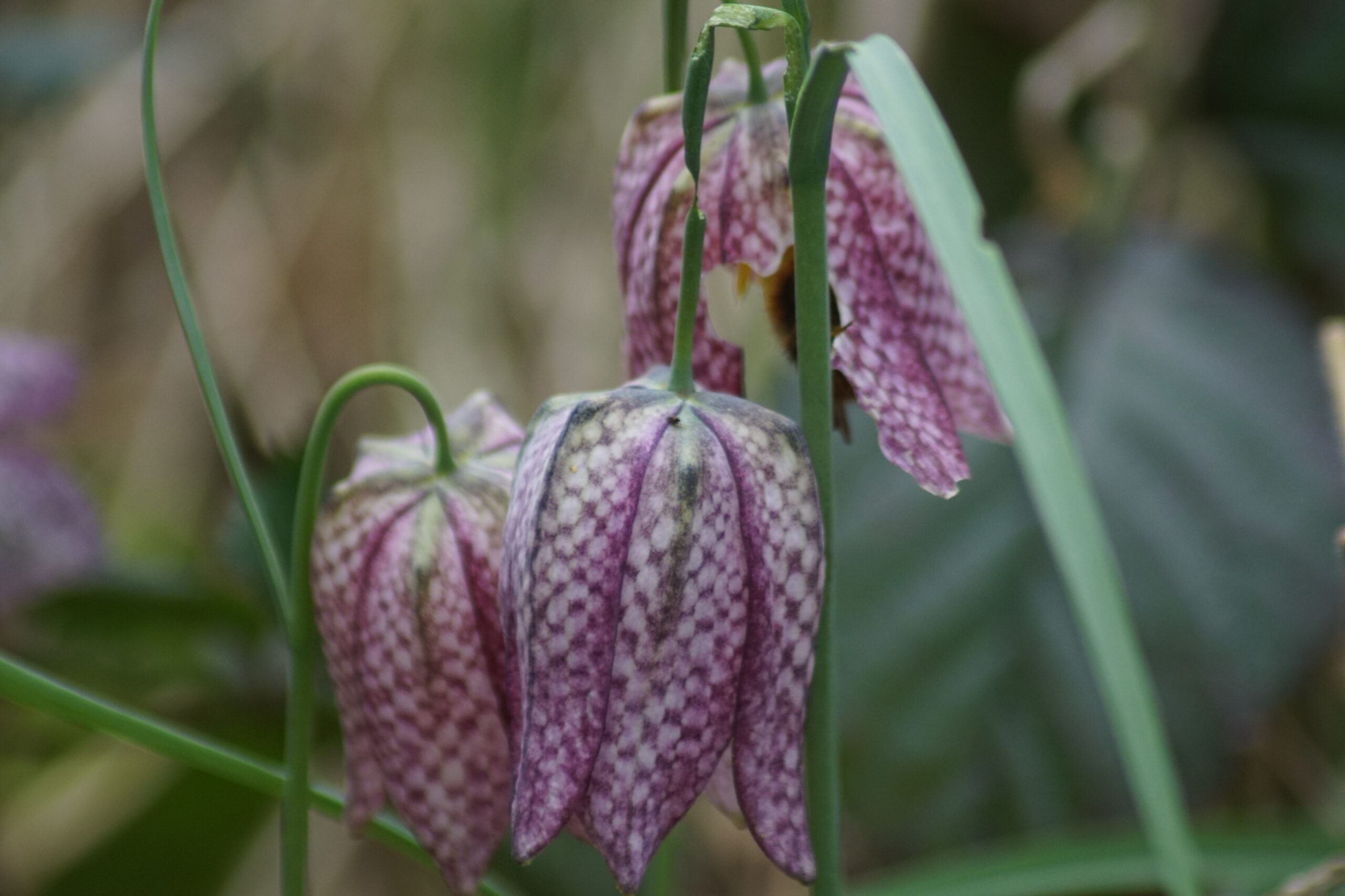 Snakehead Fritillary 