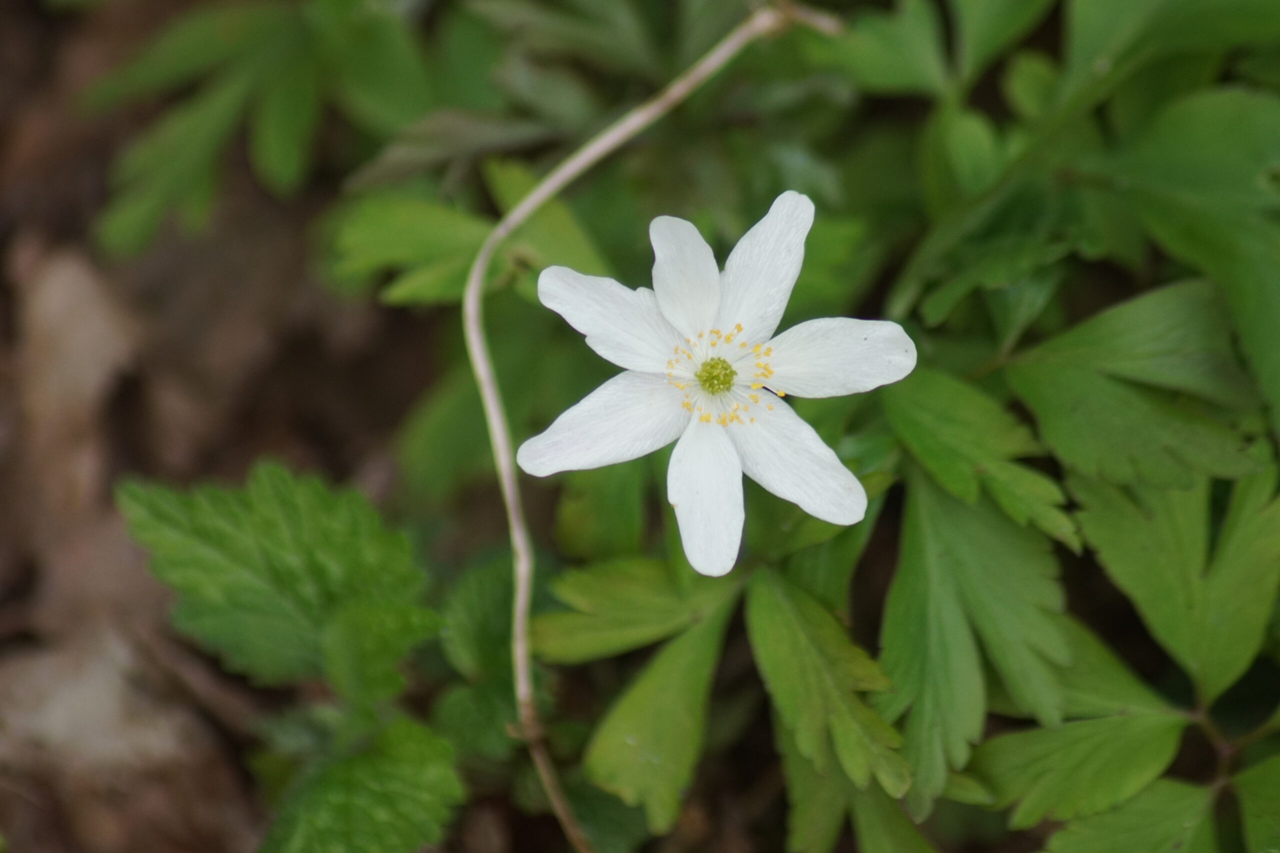 Wood Anemone 