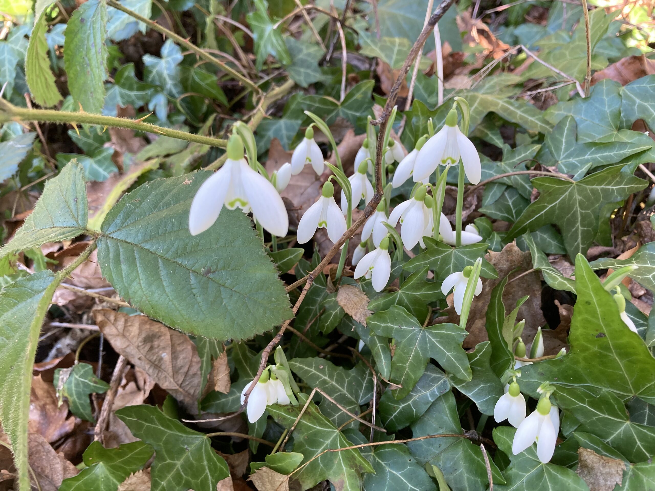 Snow Drops