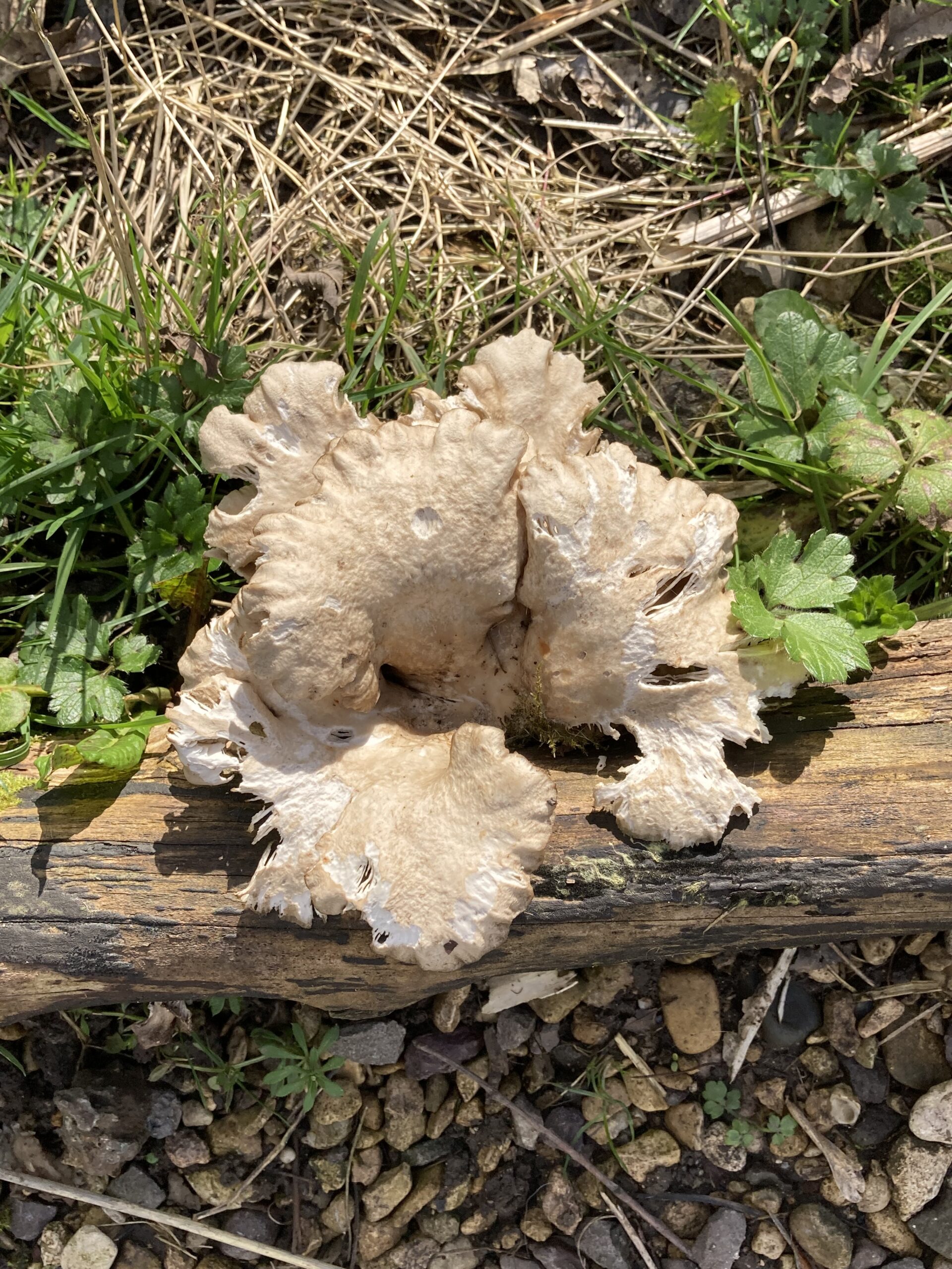 Oyster Mushroom