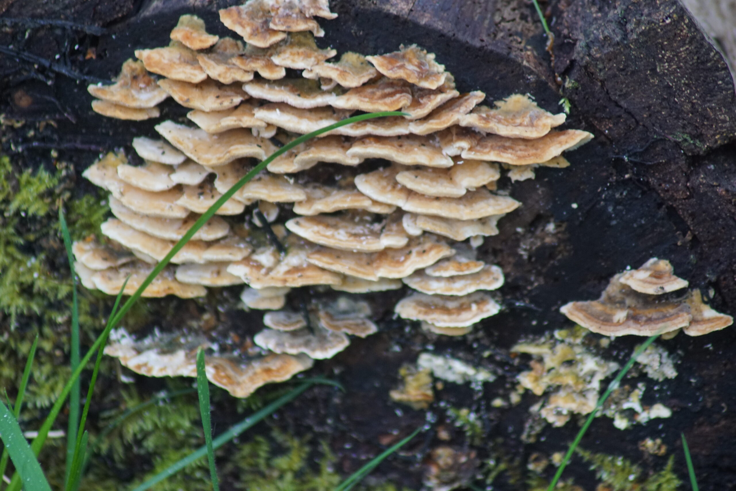 Ochre bracket fungus