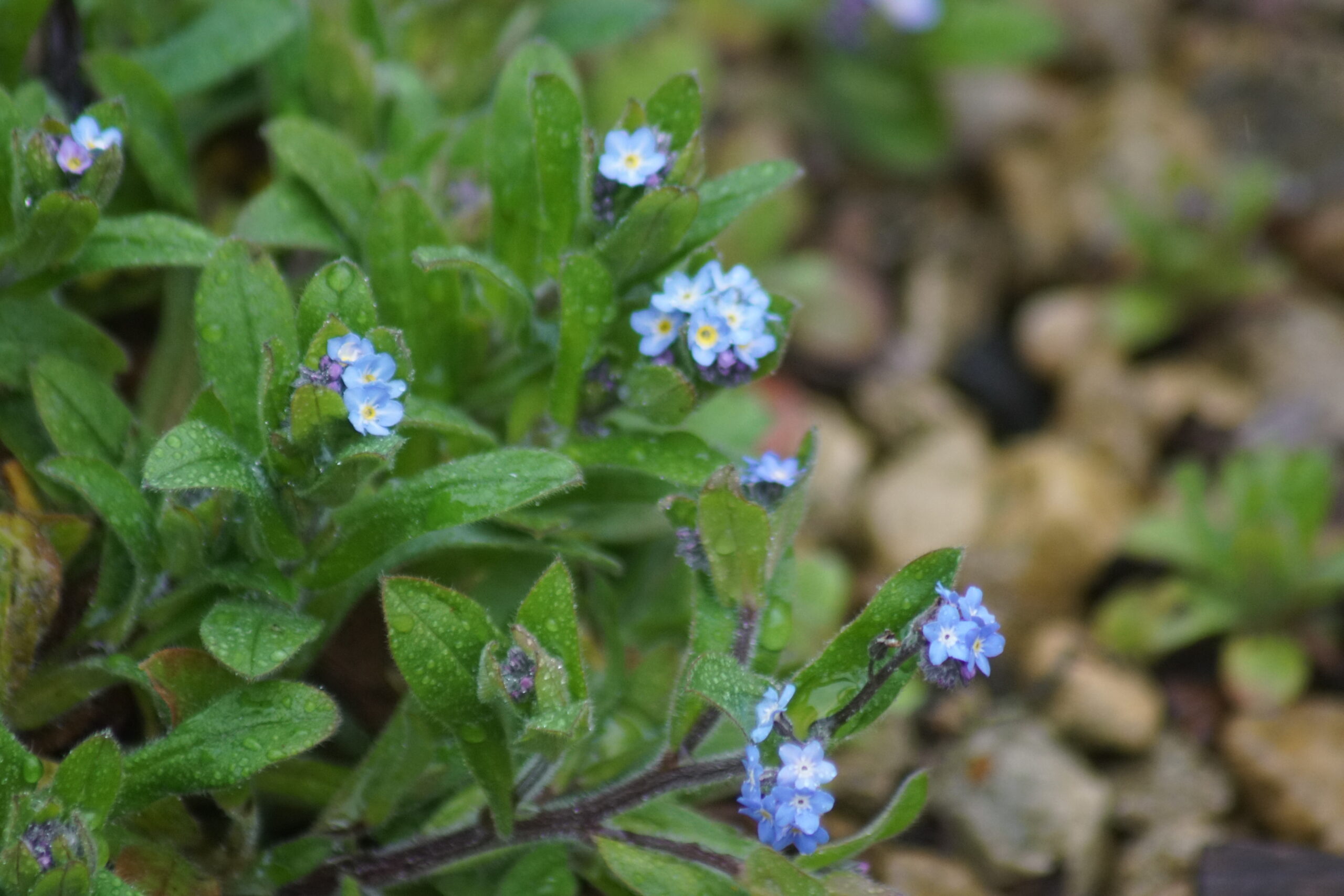 Forget-me-not