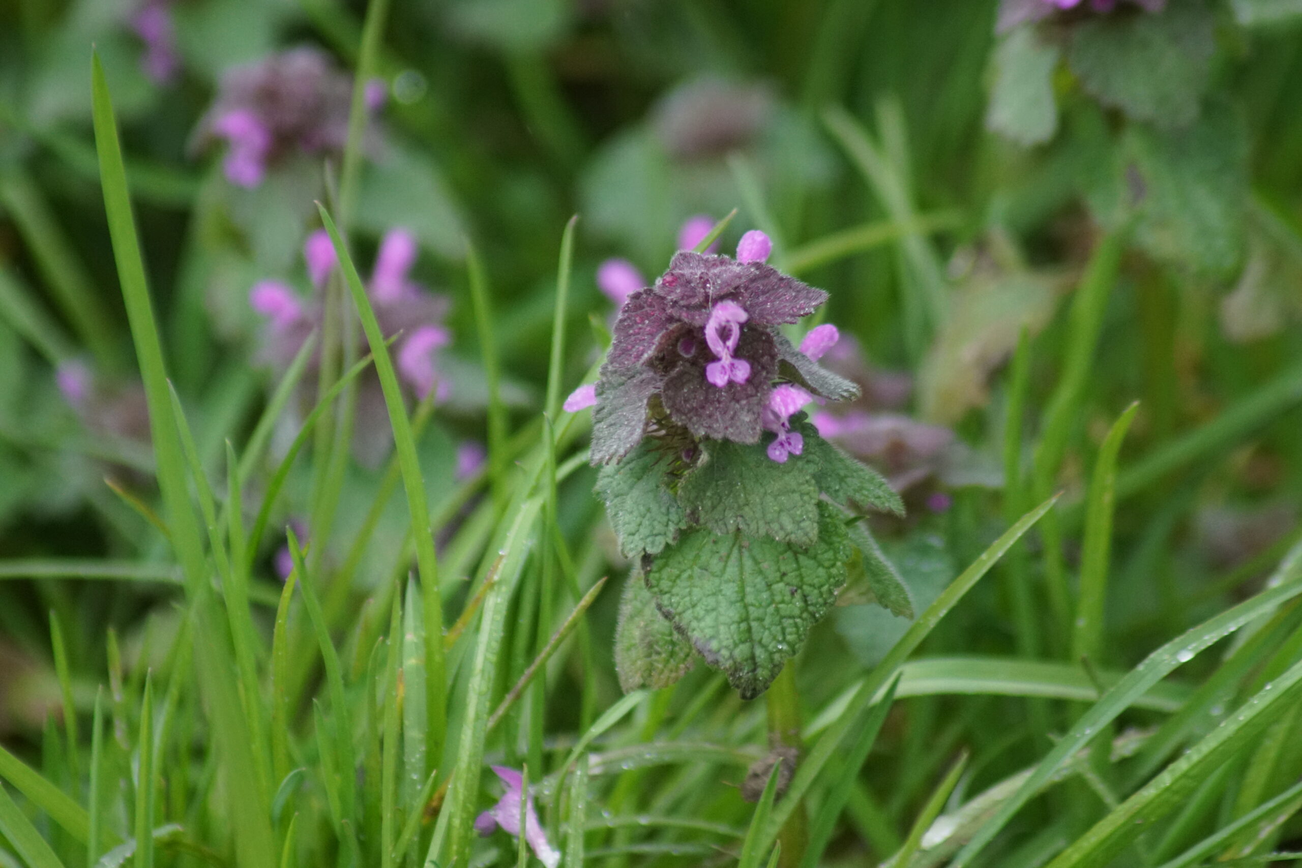 Purple dead nettle