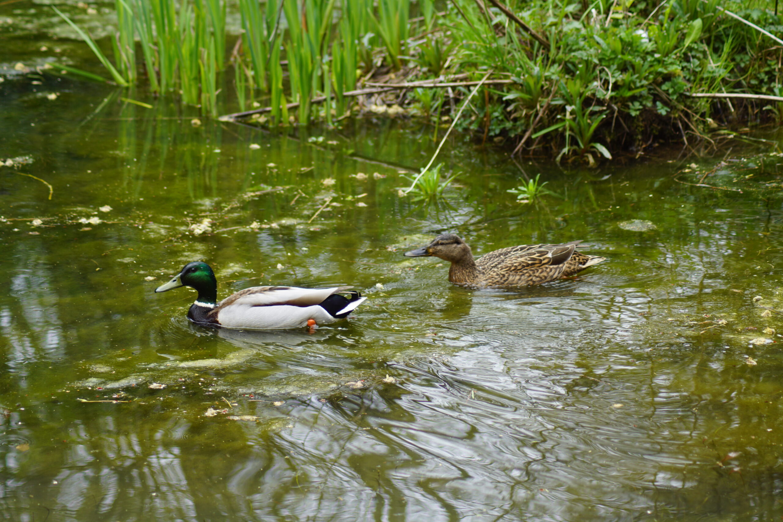 Mallards