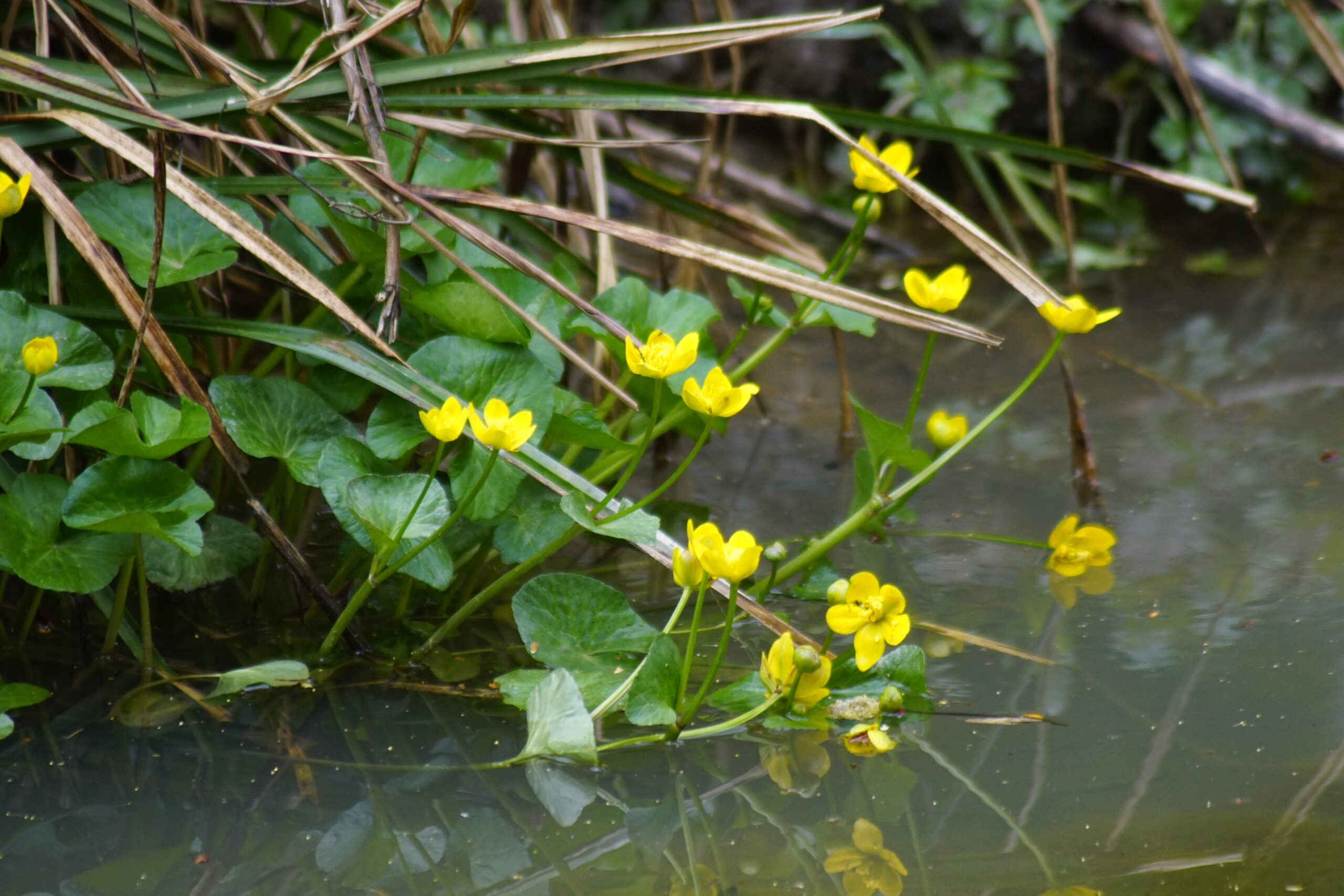 Marsh-marigold  