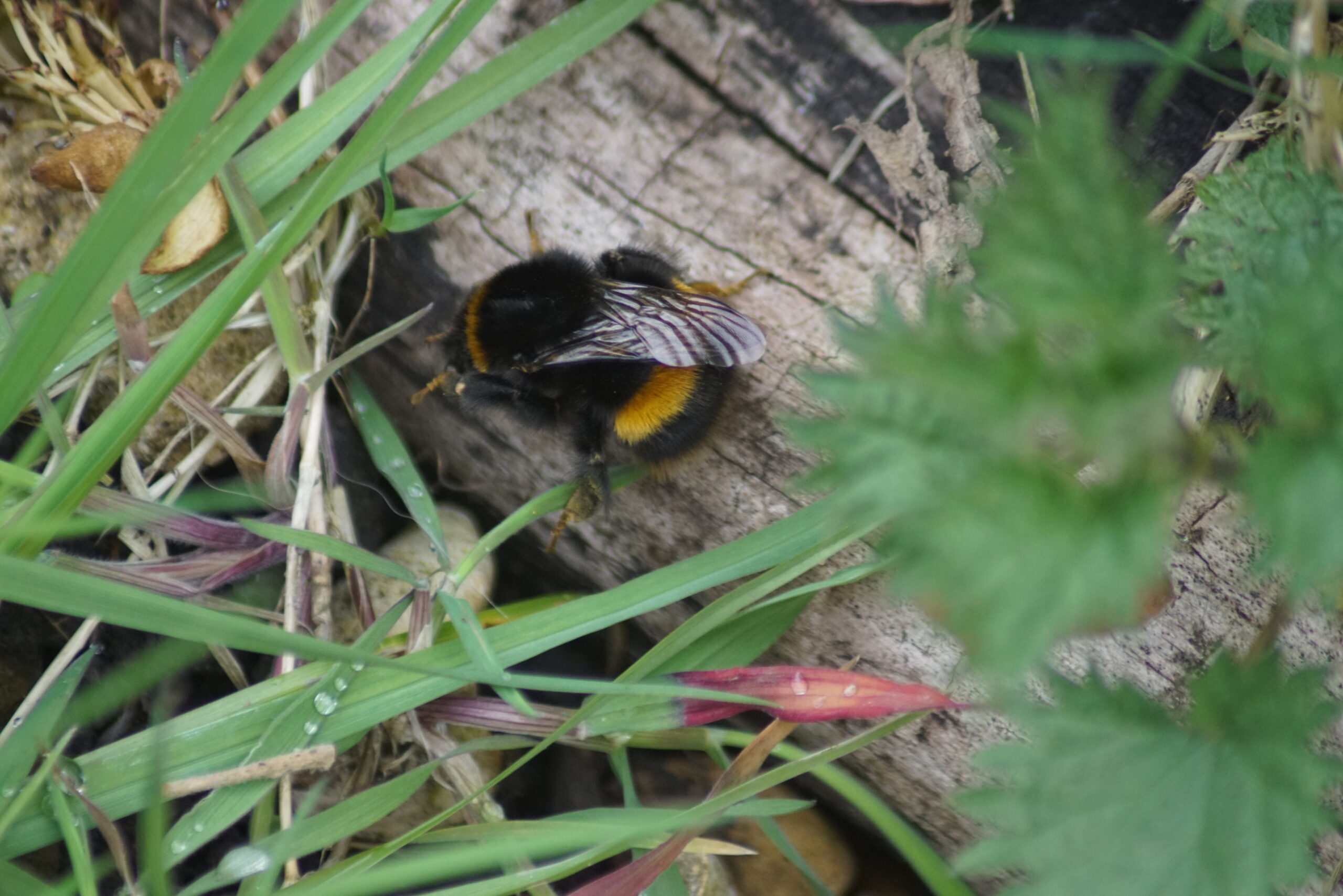 White-tailed bumble bee