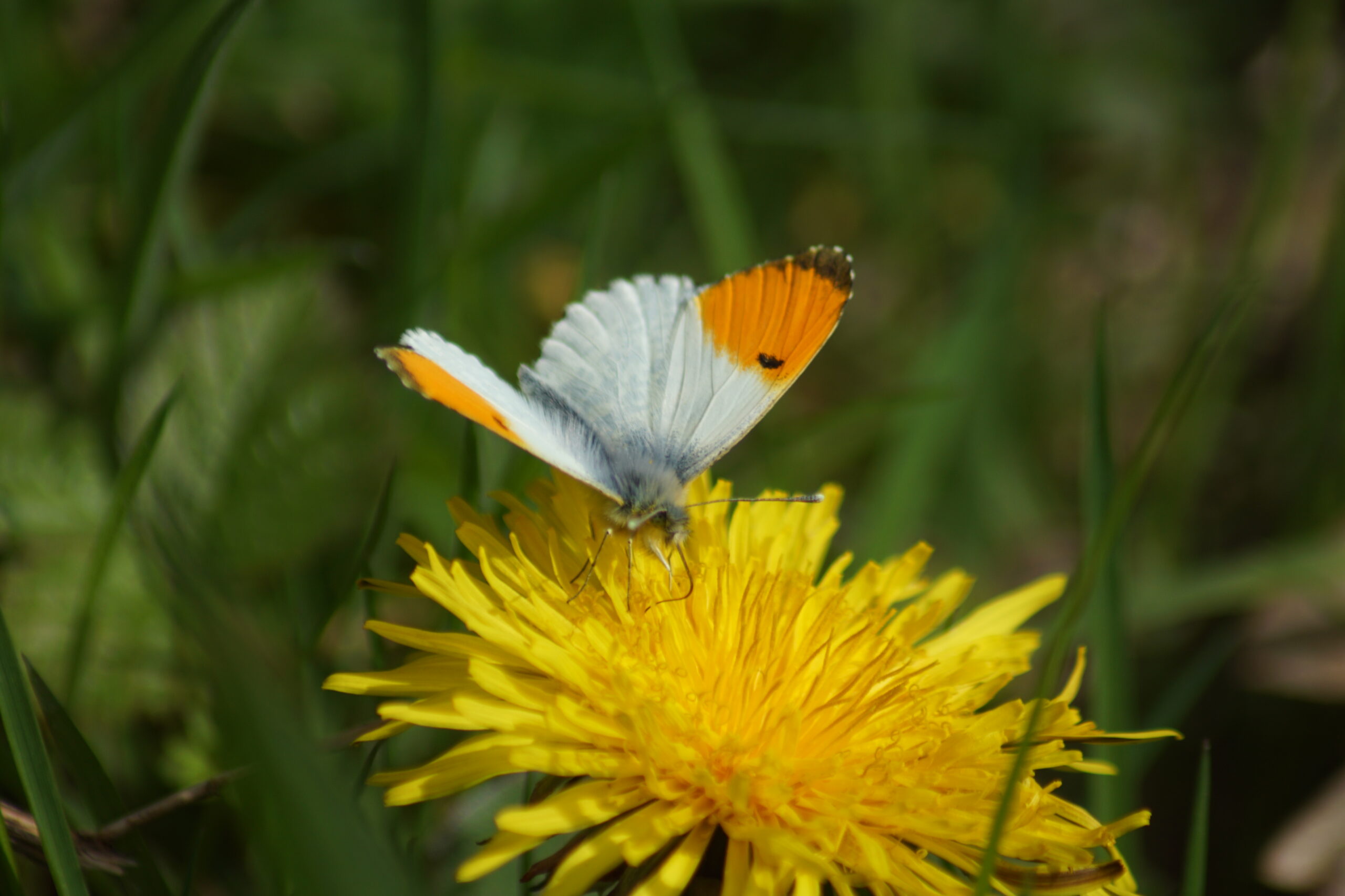 Orange tip