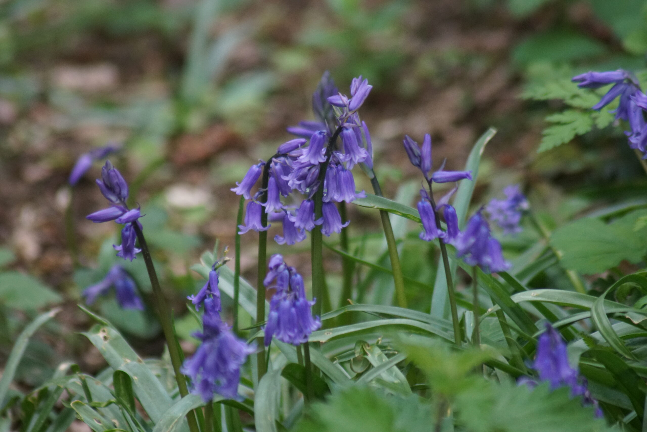 Bluebells 