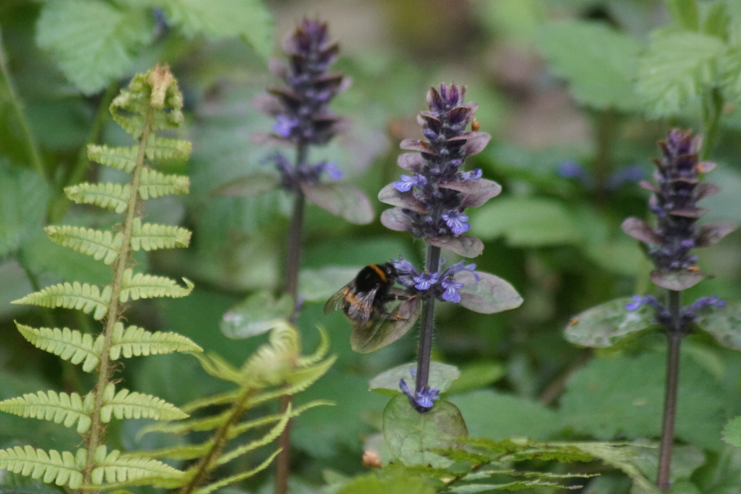 Bugle with Buff-tailed  Bumblebee