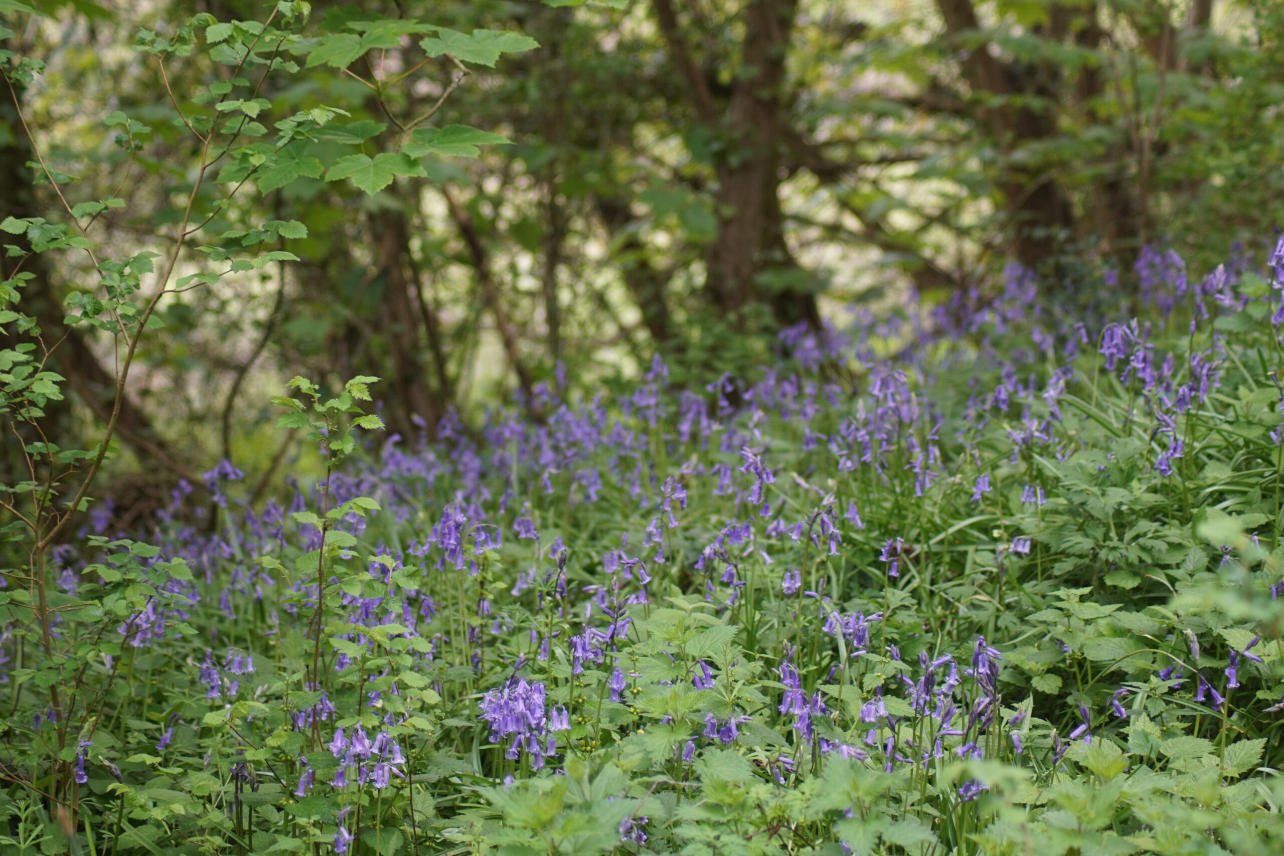 Bluebells  