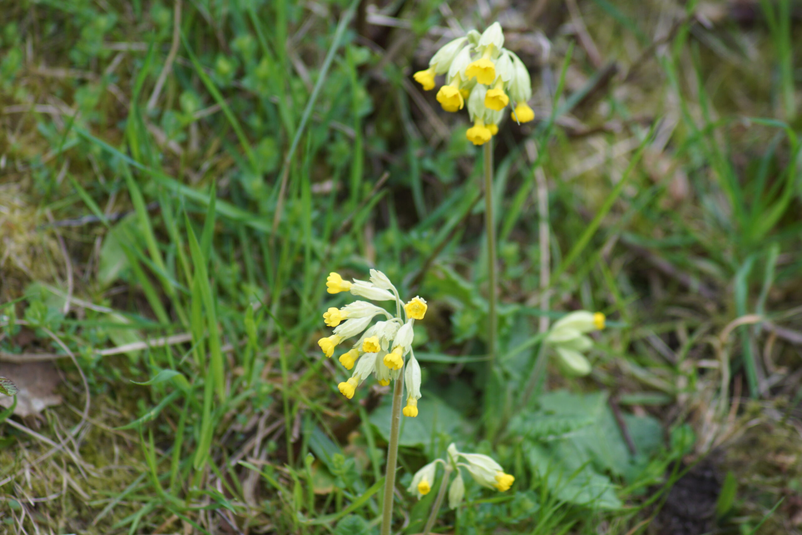 Cowslips 