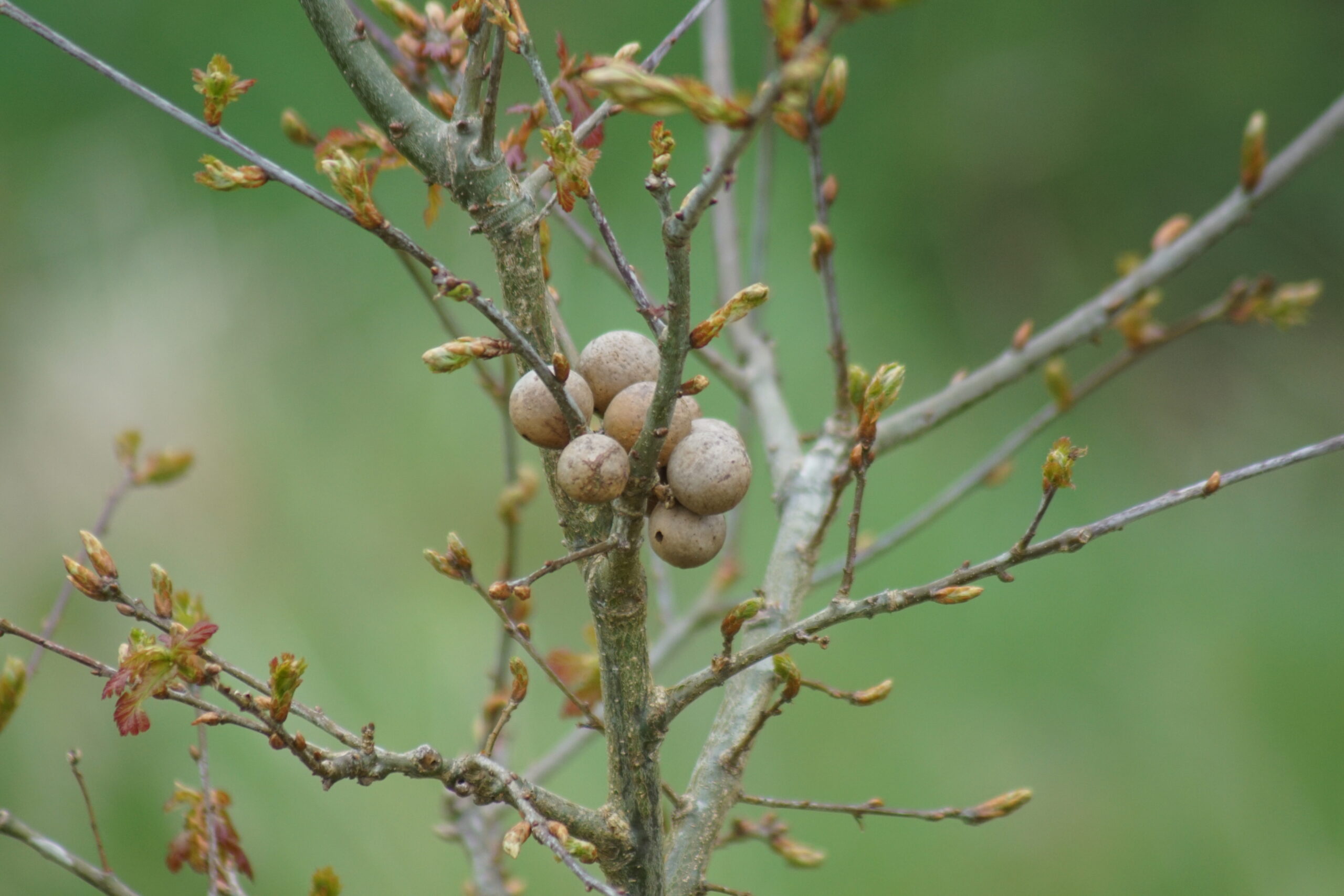 Oak Apples - Galls 