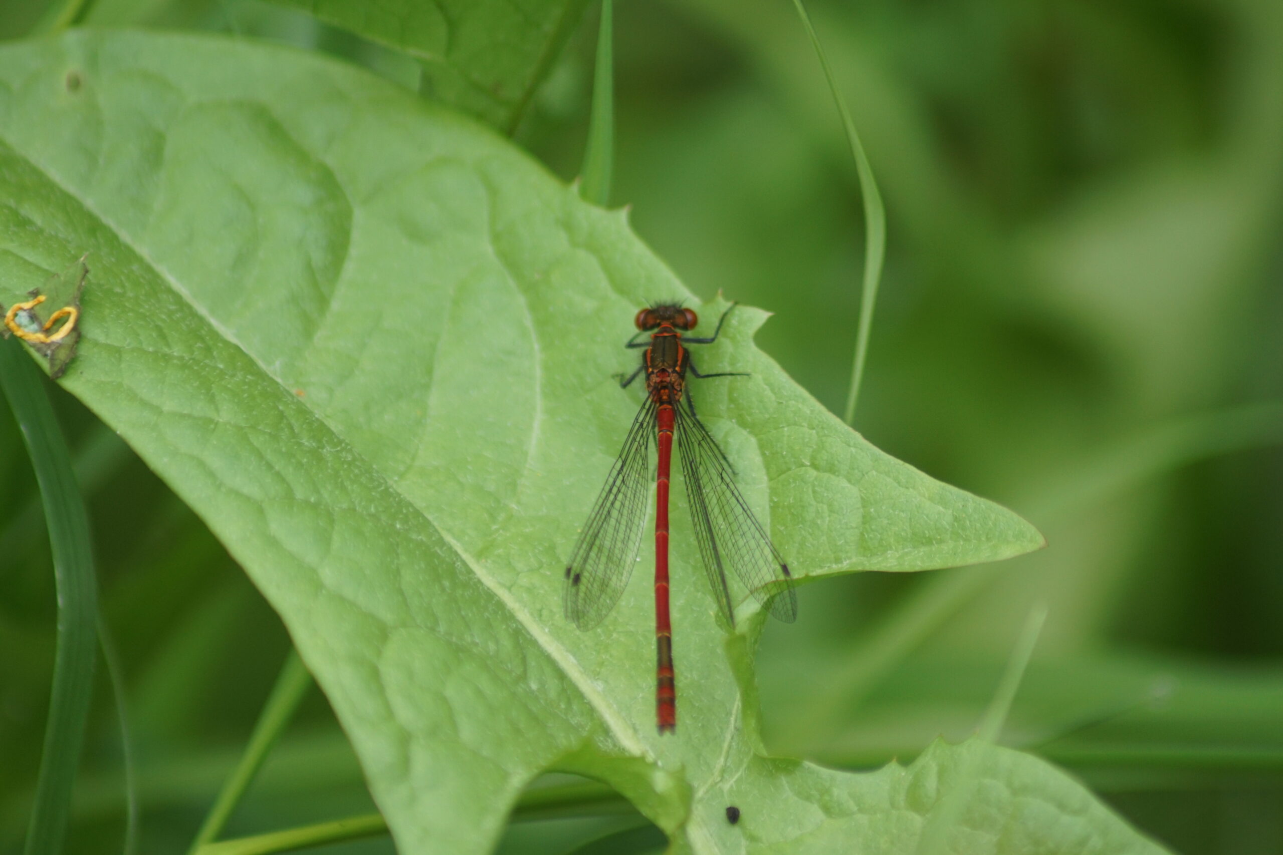 Laerge Red Damselfly