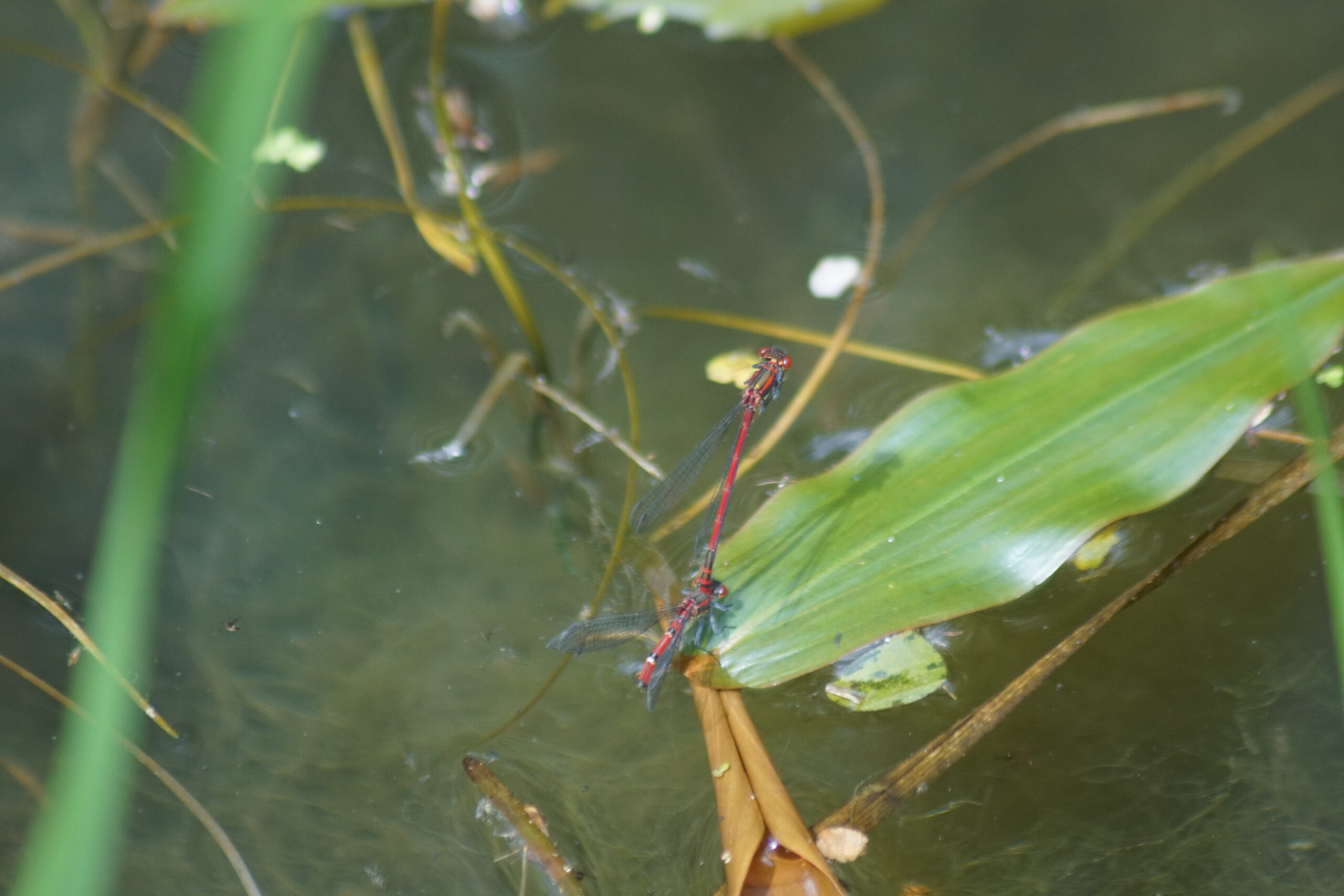 Small Red Damselfly