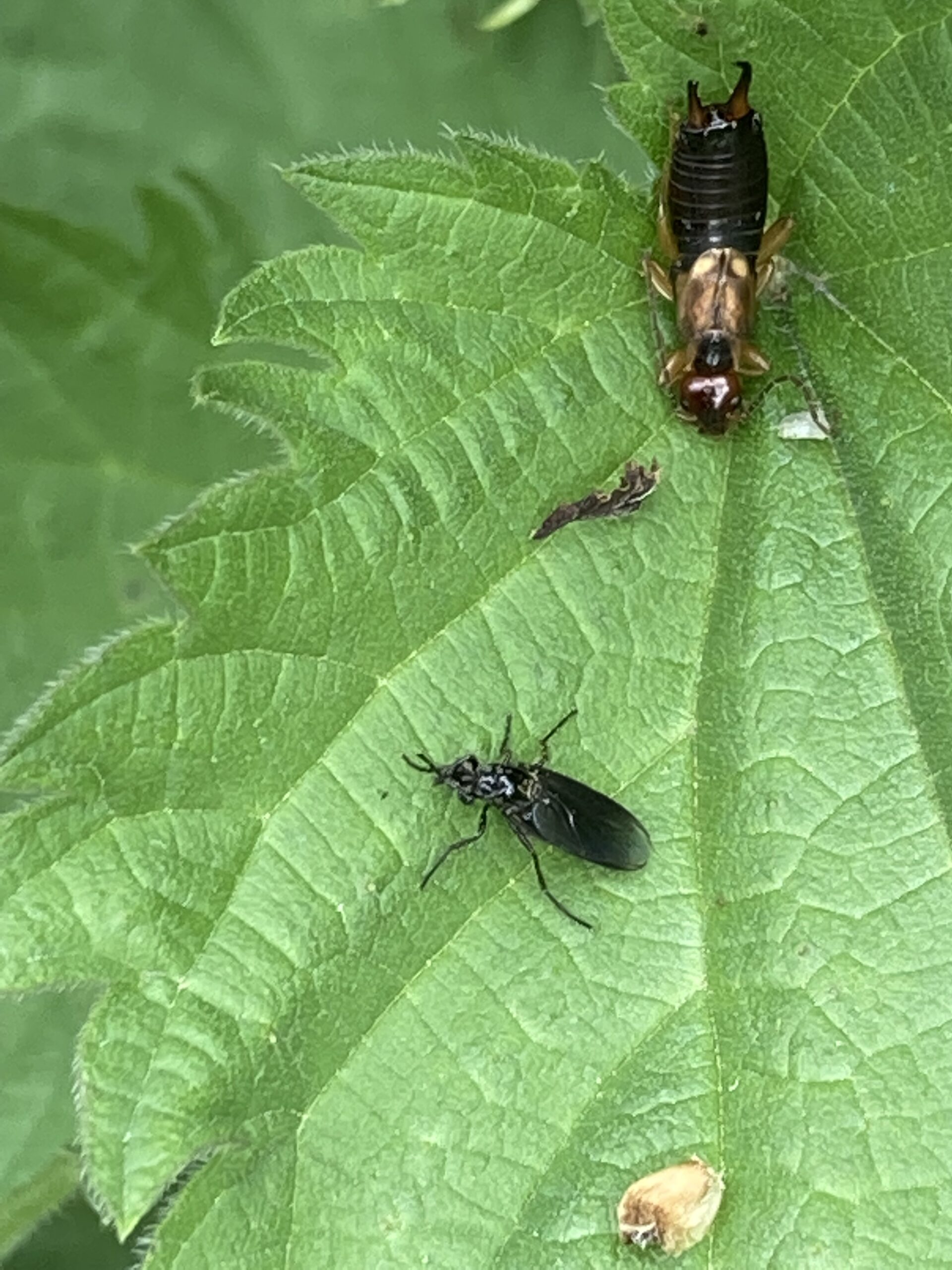 Common European Earwig & Robber fly