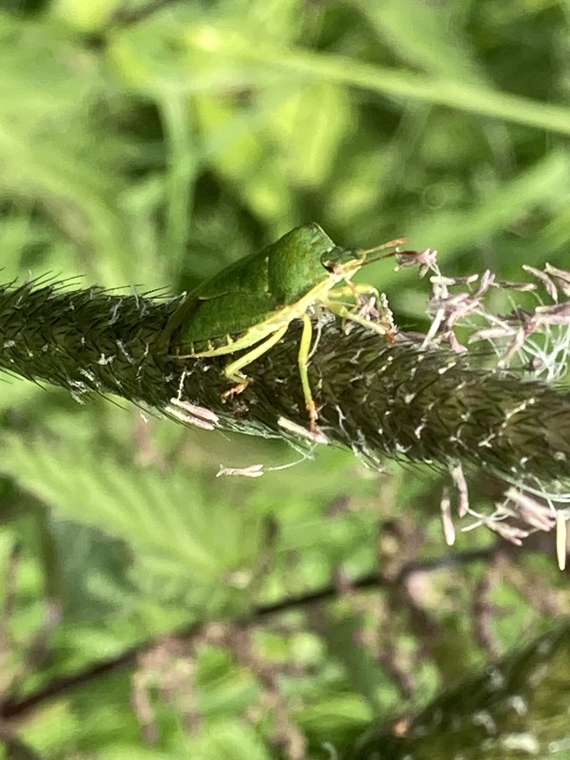 Green Shieldbug