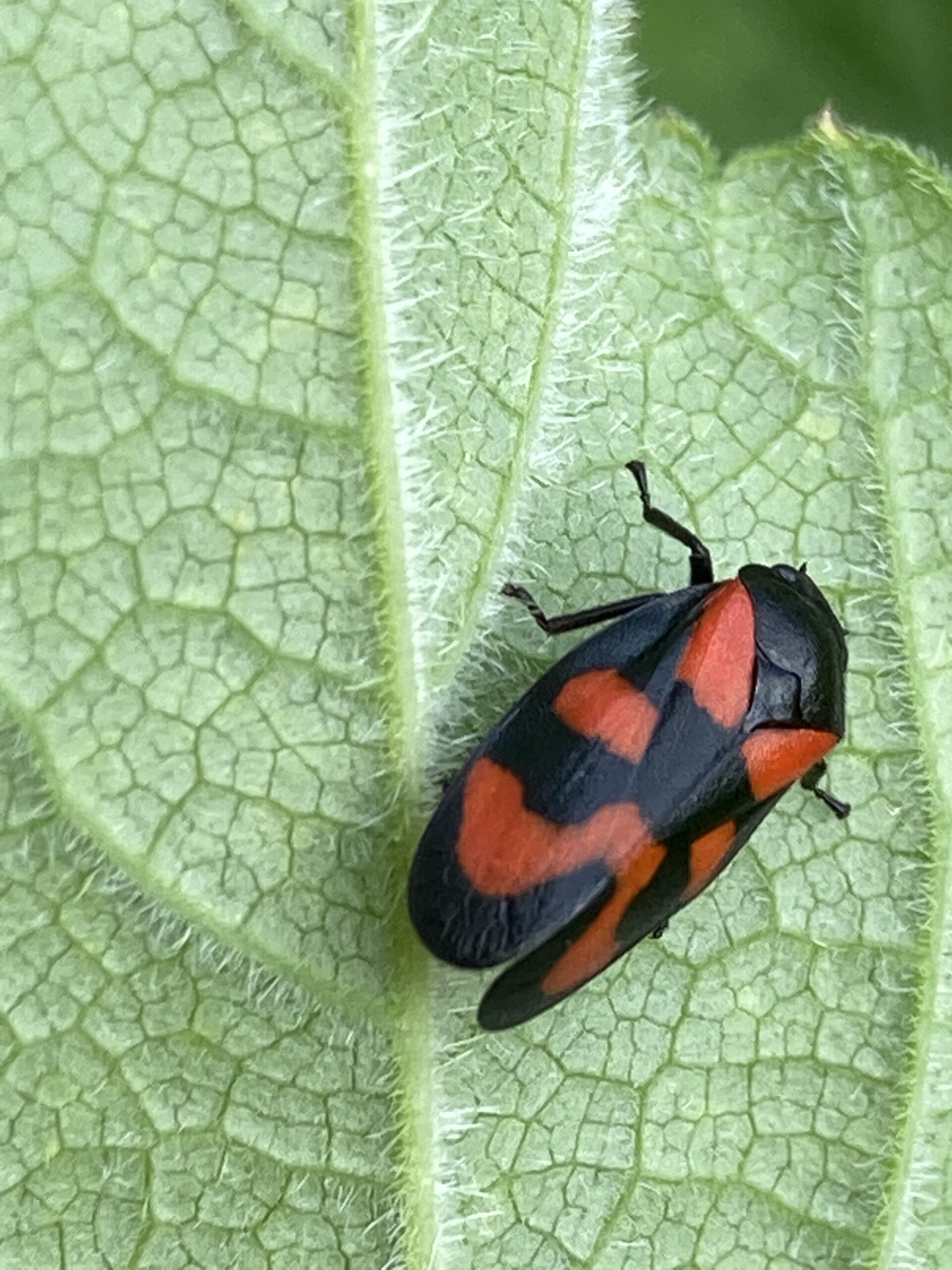 Red and Black Froghopper