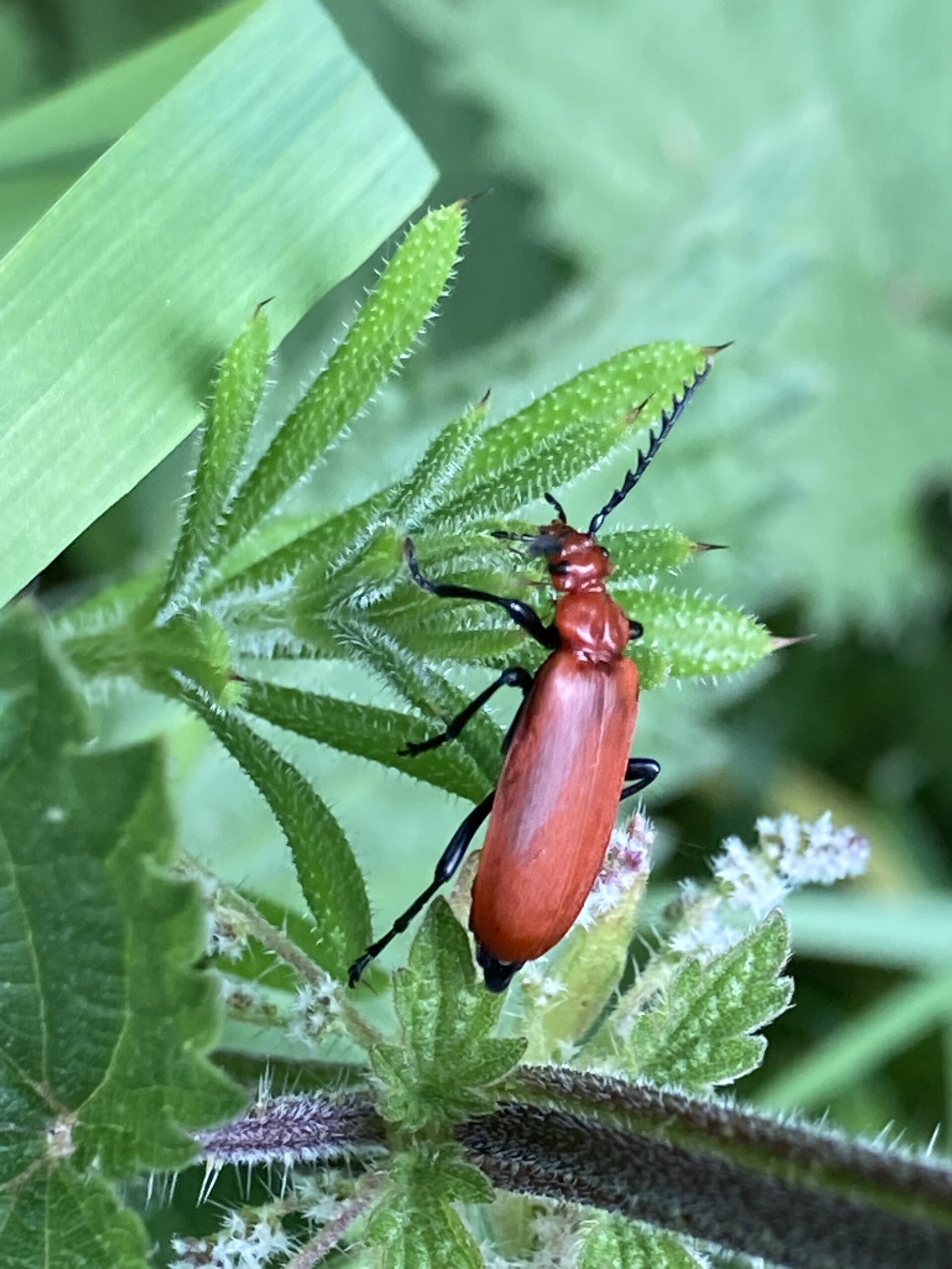 Red Soldier Beetle