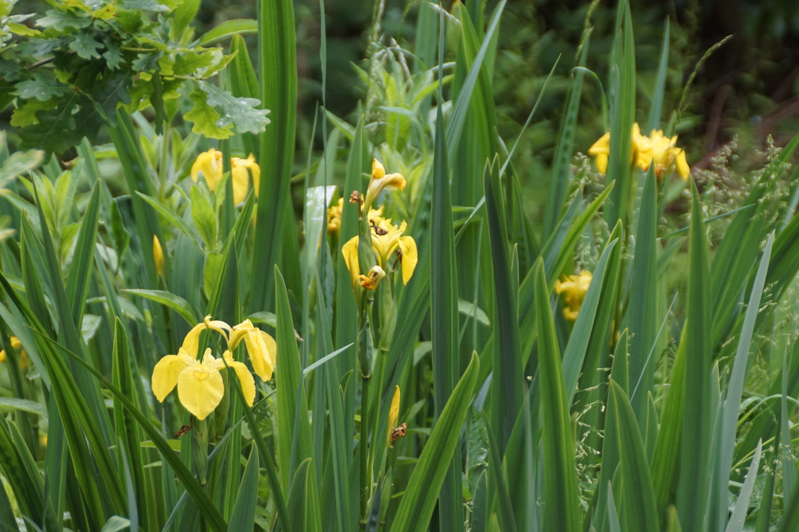 Yellow Iris