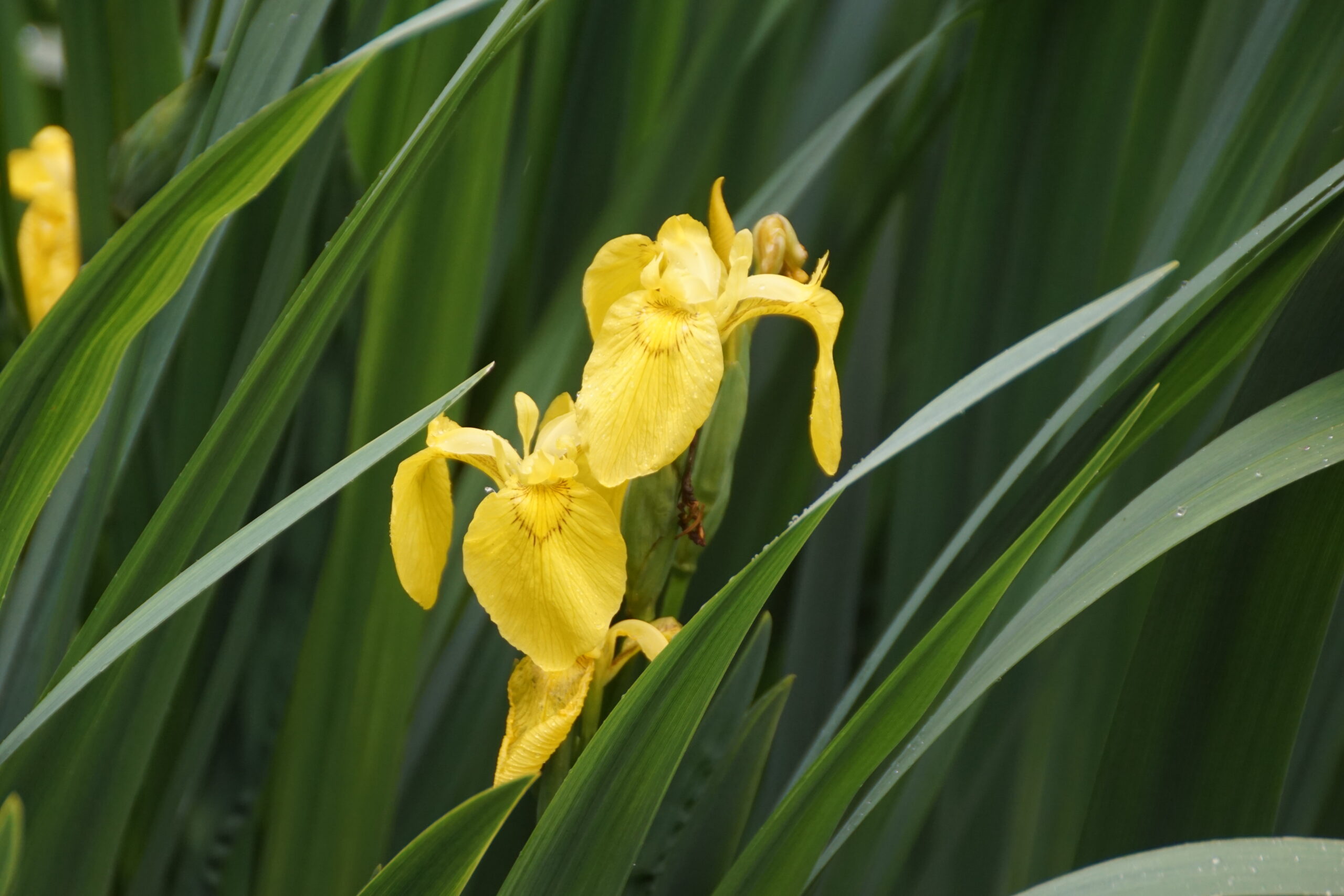 Yellow Iris