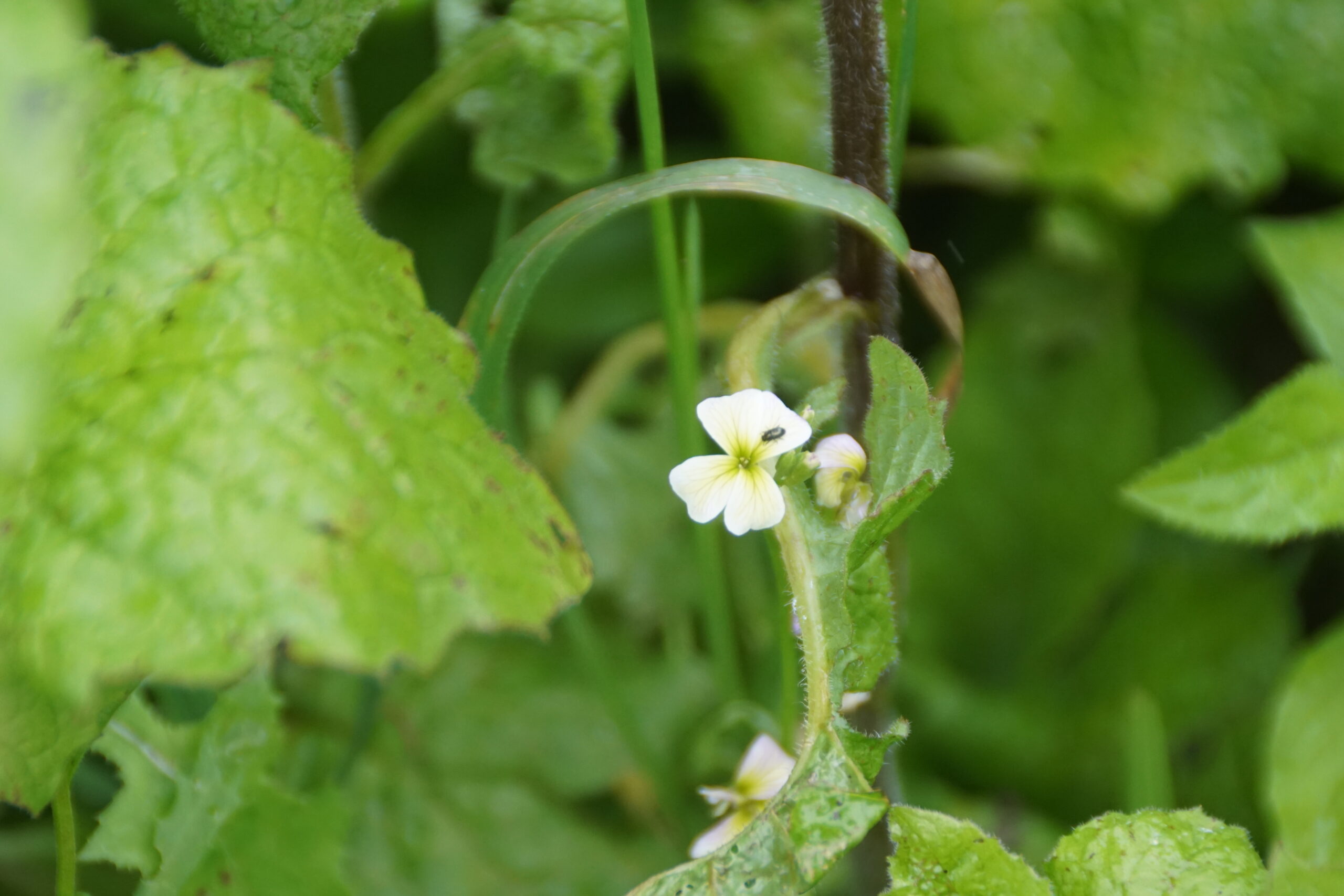 Cuckooflower (?)