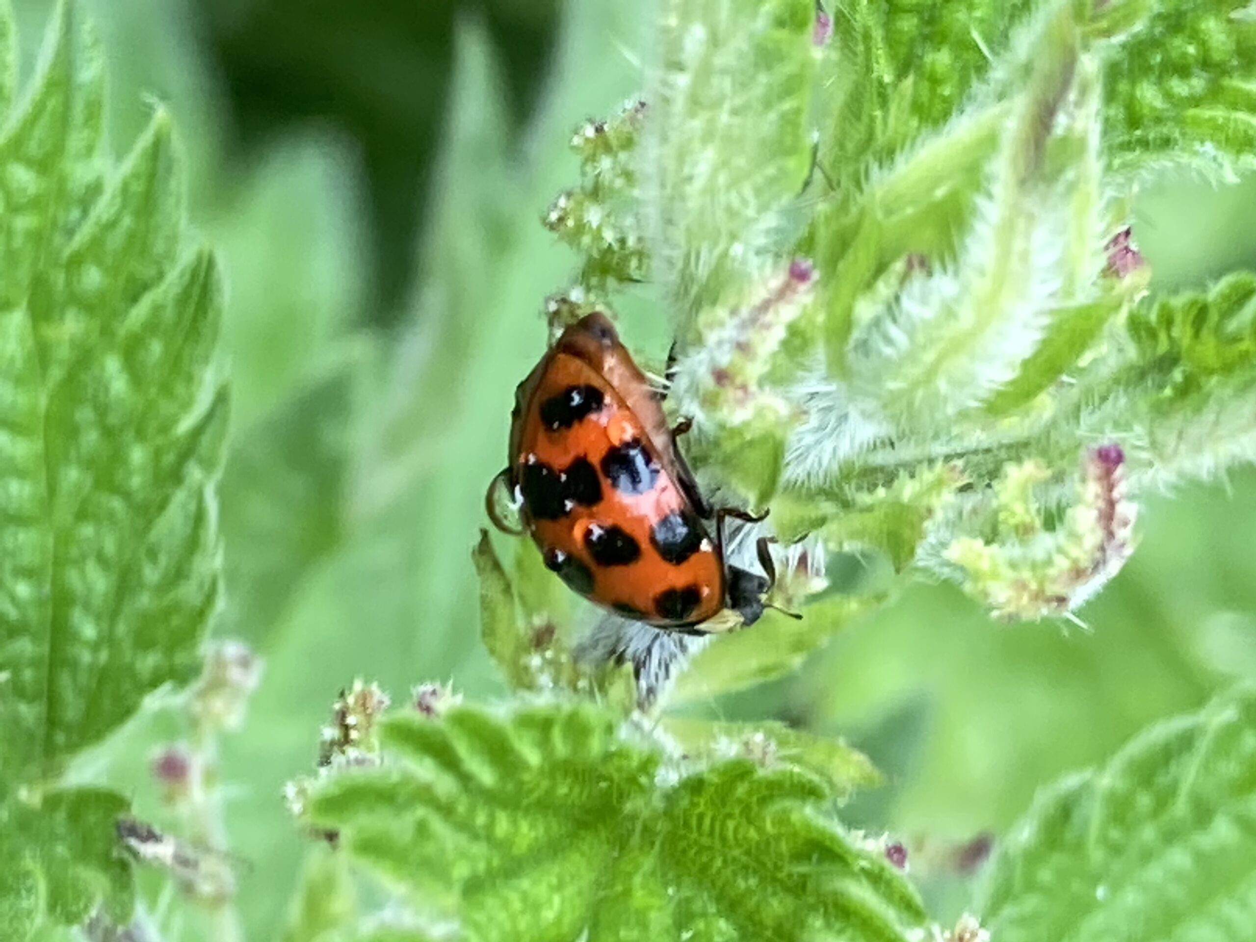 10 Spot Ladybird